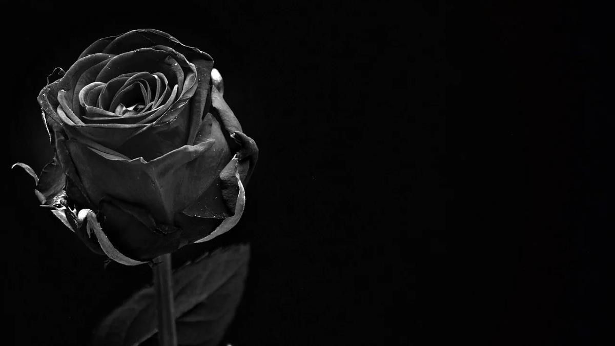 Schwarze Rose, Nahaufnahme, Schwarzer Hintergrund, Monochrom, Blütenblätter, Wallpaper