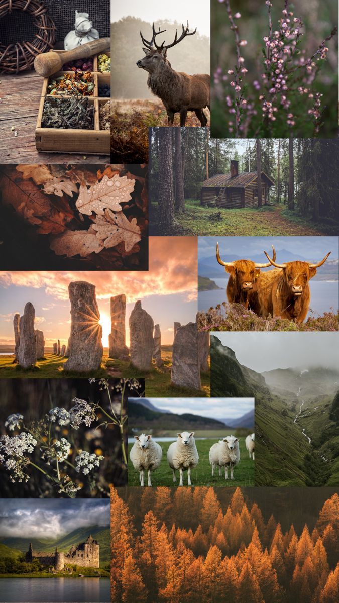 Collage, Hirsch, Hochlandrind, Herbst, Wald, Ästhetik, Hochformat, Hintergrundbild fürs Smartphone