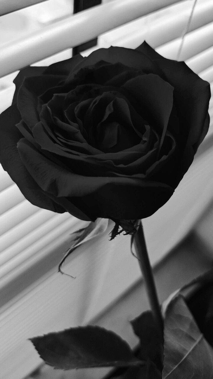 Schwarze Rose, Jalousie, Fensterlicht, Monochrom, Hintergrundbild für iPhone und Android