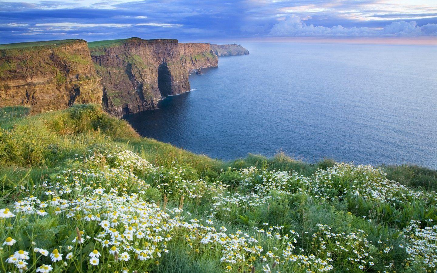 Cliffs of Moher, Irland, Wildblumen, Gänseblümchen, Atlantik, Küste, HD, Desktop-Hintergrund