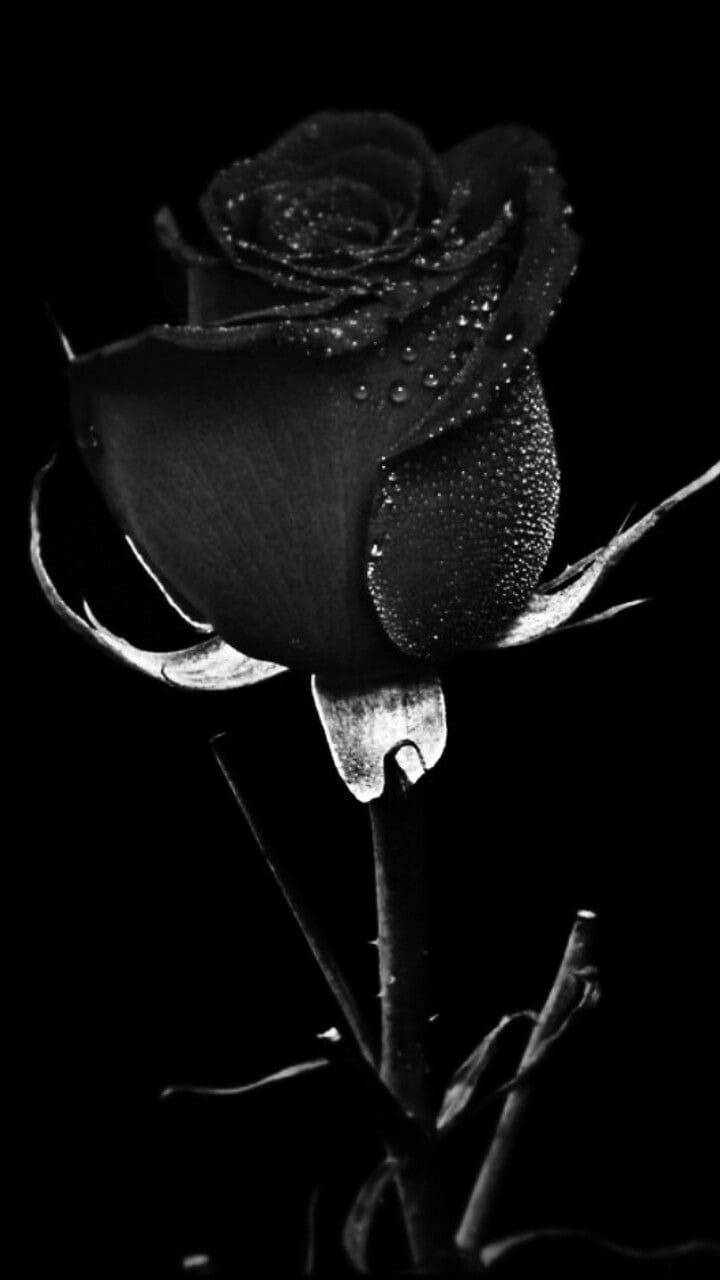 Schwarze Rose, Wassertropfen, Schwarzer Hintergrund, Kontrast, Sperrbildschirm fürs iPhone
