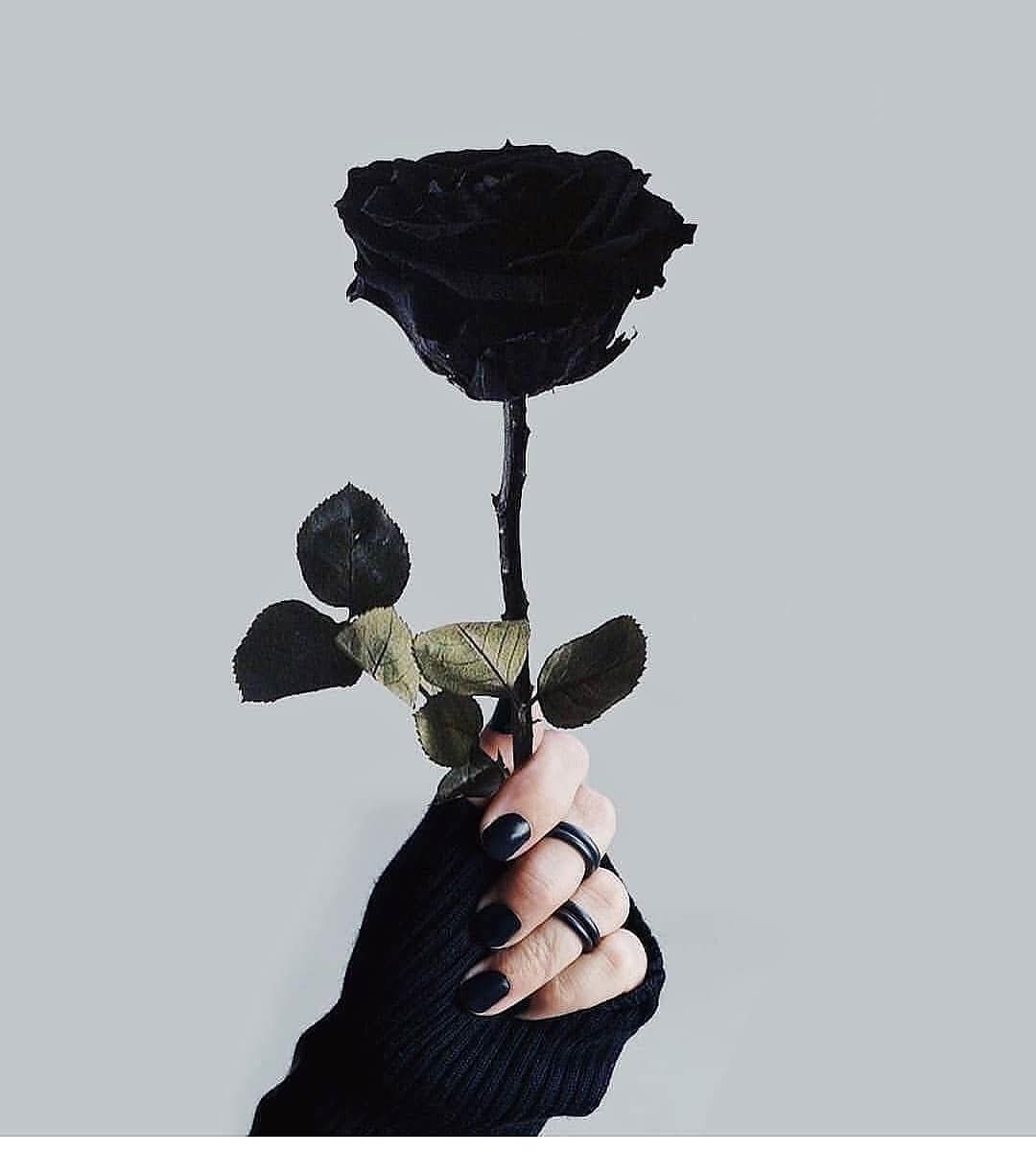 Schwarze Rose, Hand, Schwarzer Nagellack, Grauer Hintergrund, Minimalistisch, Wallpaper