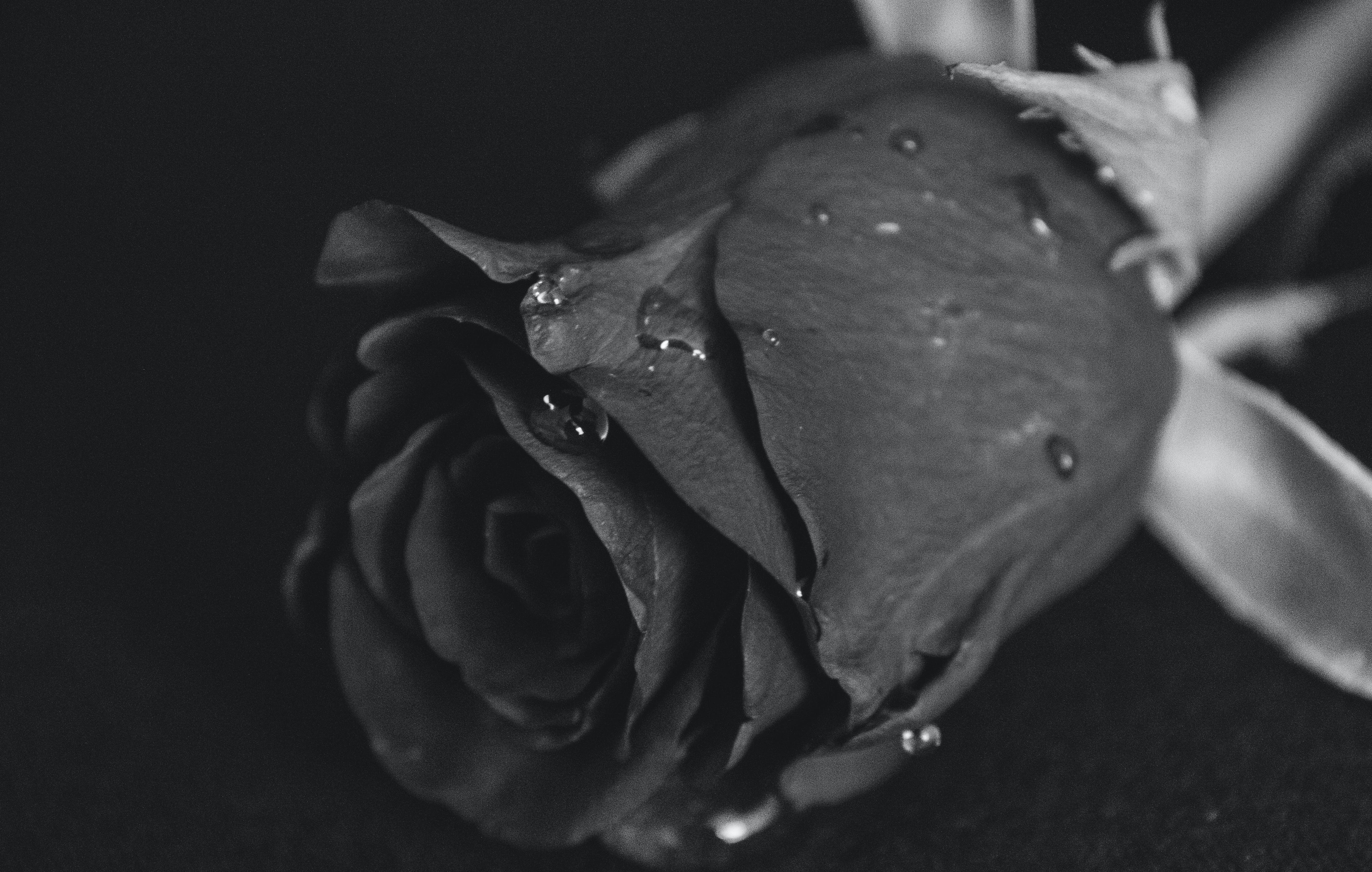 Schwarze Rose, Wassertropfen, Nahaufnahme, Monochrom, Rosenknospe, 5K-Hintergrundbild für PC