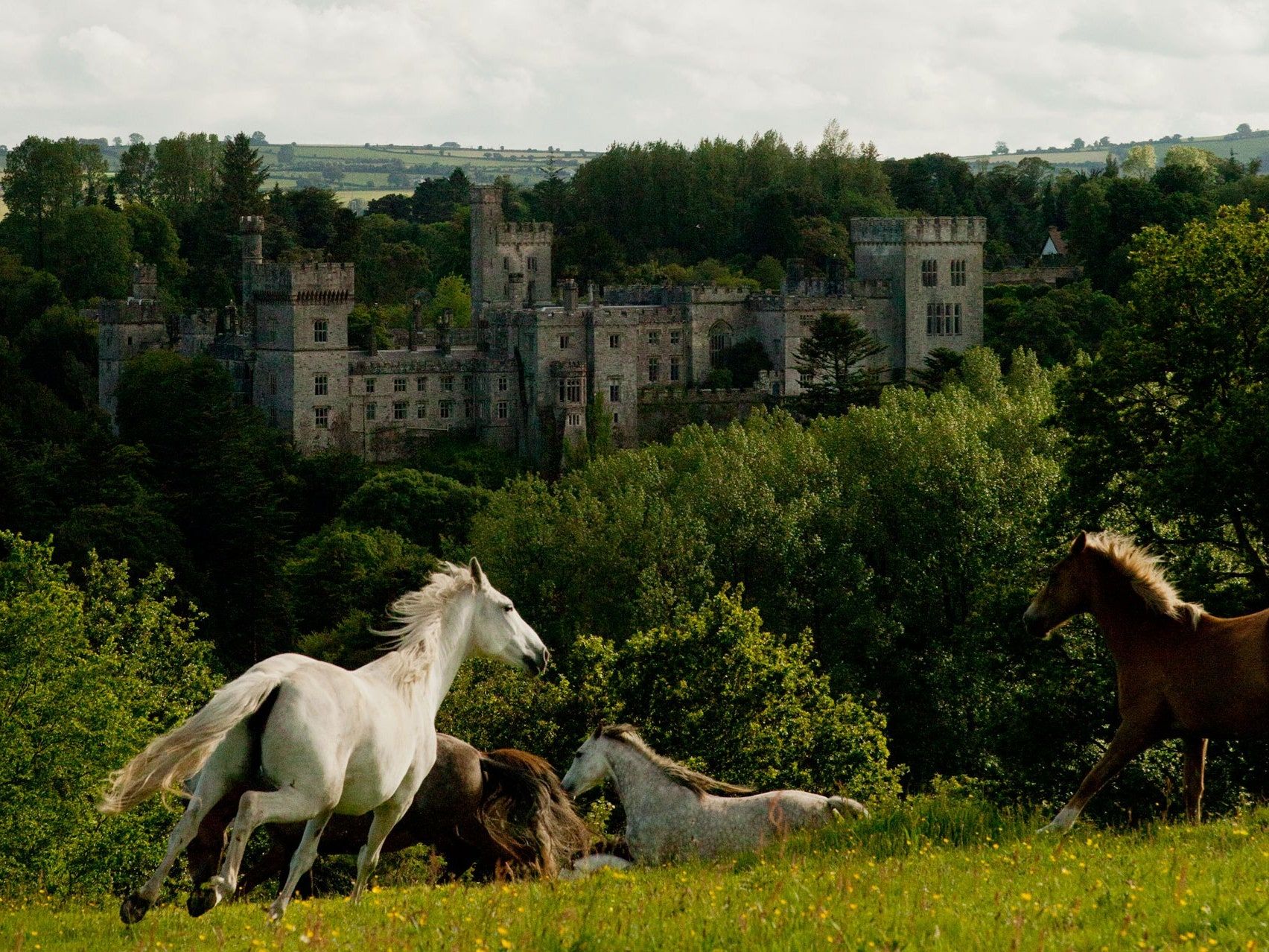 Schloss, Weiße Pferde, Wald, Wiese, Irland, HD, iPad-Hintergrundbild