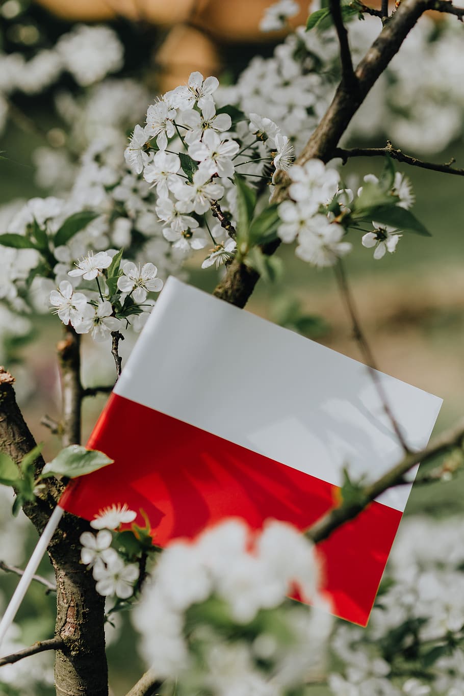 Polnische Flagge, Weiße Blüten, Frühling, Zweige, HD, Handy-Hintergrund im Hochformat