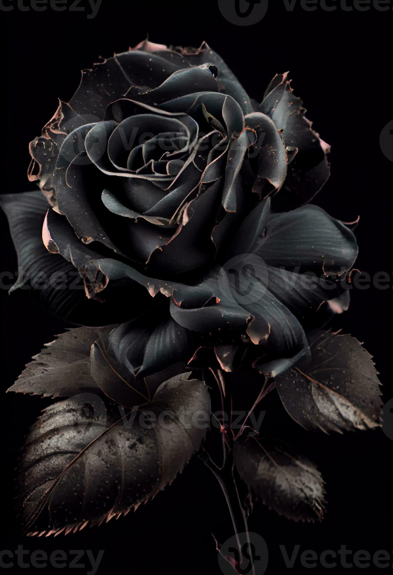 Schwarze Rose, Goldene Ränder, Digitale Kunst, Dunkel, Gothic, Hintergrundbild fürs Tablet