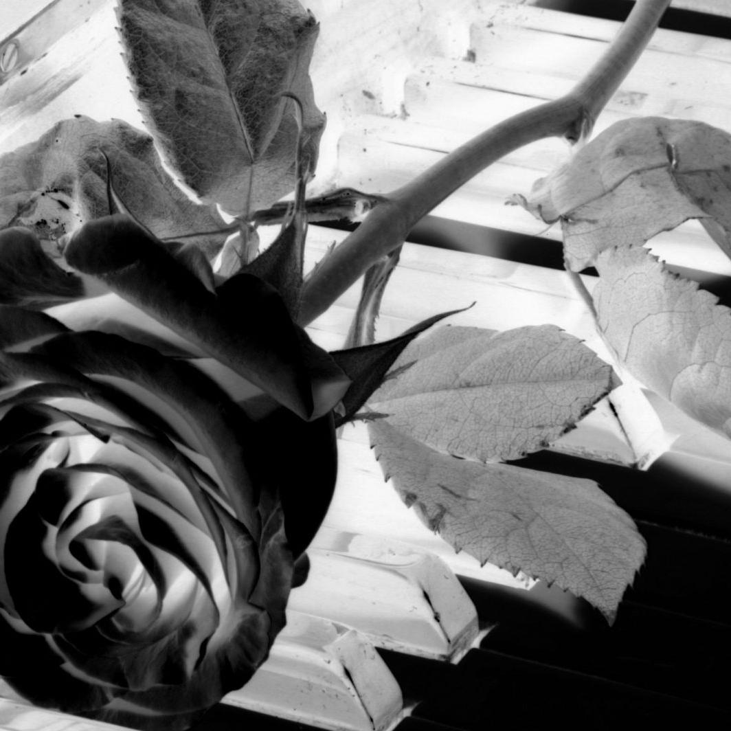 Schwarze Rose, Schwarz-Weiß, Blätter, Nahaufnahme, Kontrast, Hintergrundbild fürs Tablet