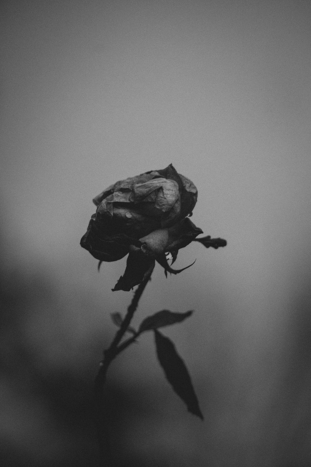 Schwarze Rose, Grauer Hintergrund, Silhouette, Minimalistisch, Nebel, Sperrbildschirm fürs iPhone