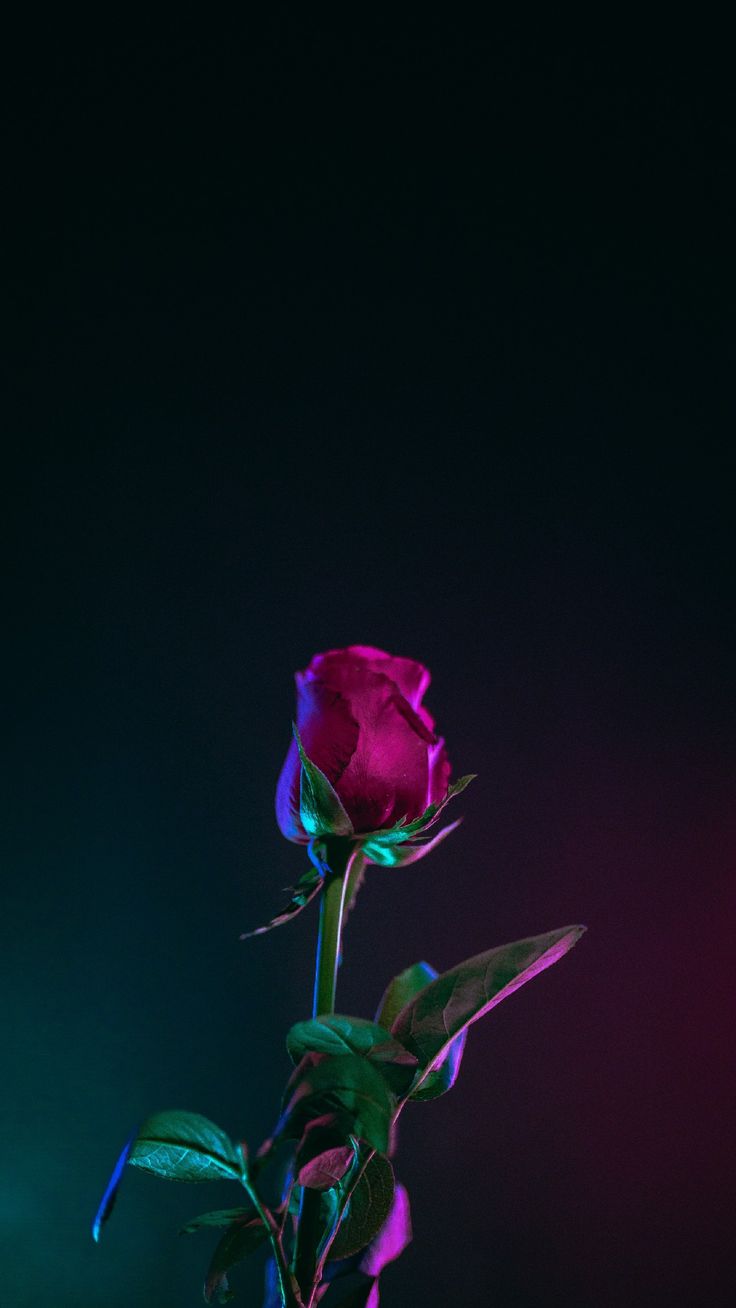 Pinke Rose, Neonlicht, Dunkel, Minimalistisch, Türkis, HD, Handy-Hintergrund im Hochformat