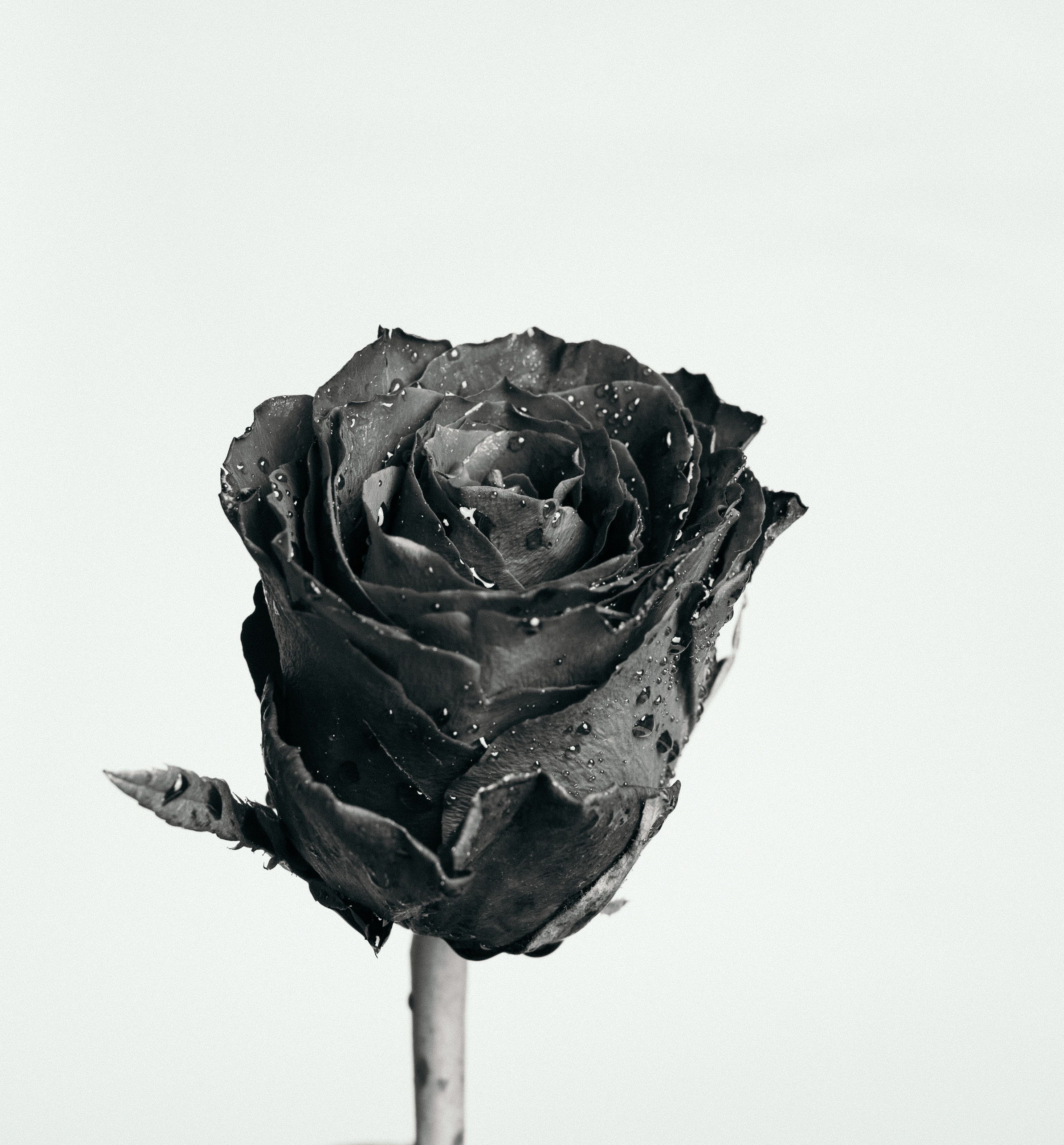 Schwarze Rose, Weißer Hintergrund, Minimalistisch, Blüte, 2K Wallpaper