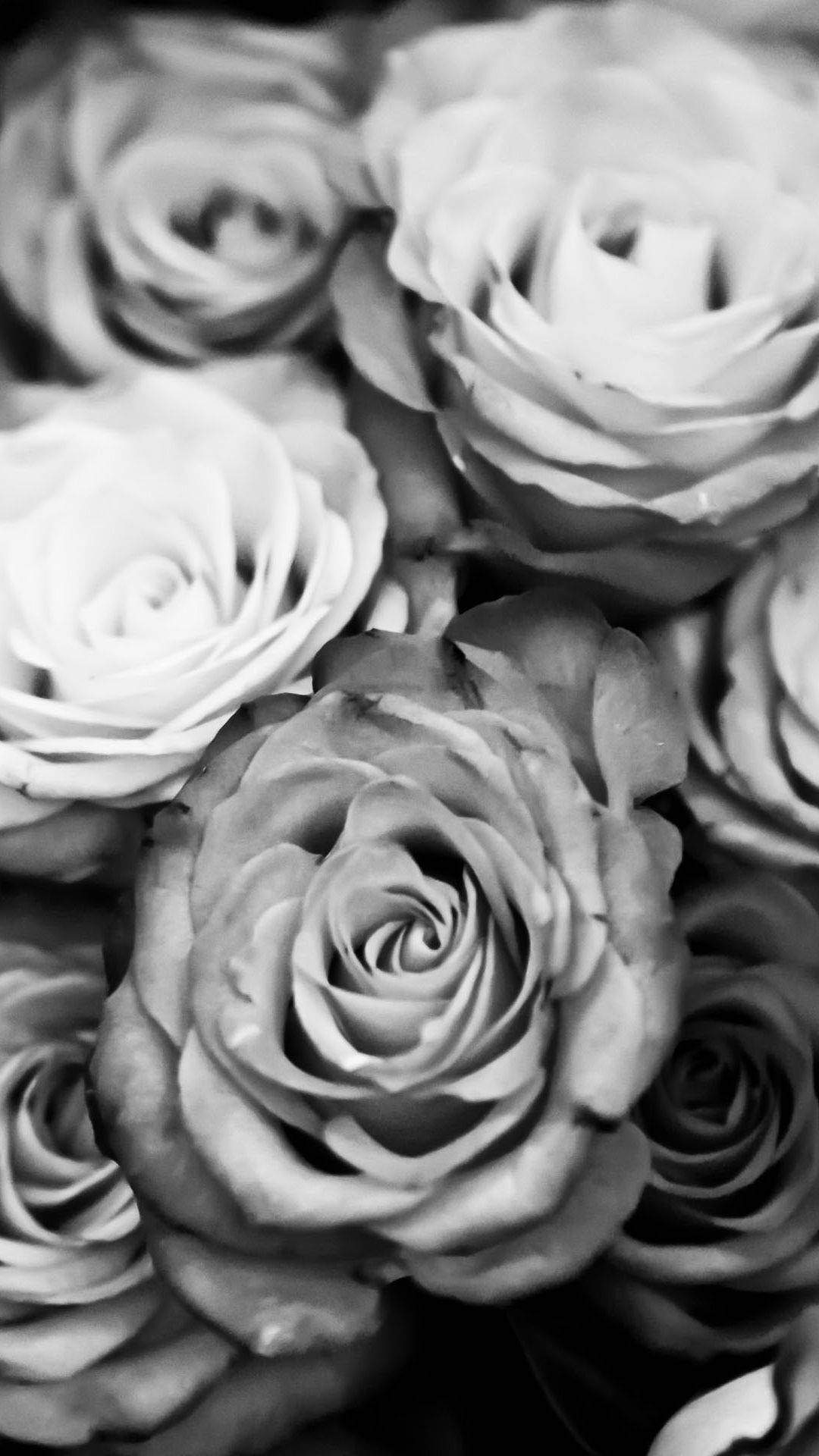 Rosen, Schwarz-Weiß, Rosenmeer, Muster, Nahaufnahme, Full HD, Hintergrundbild fürs Handy