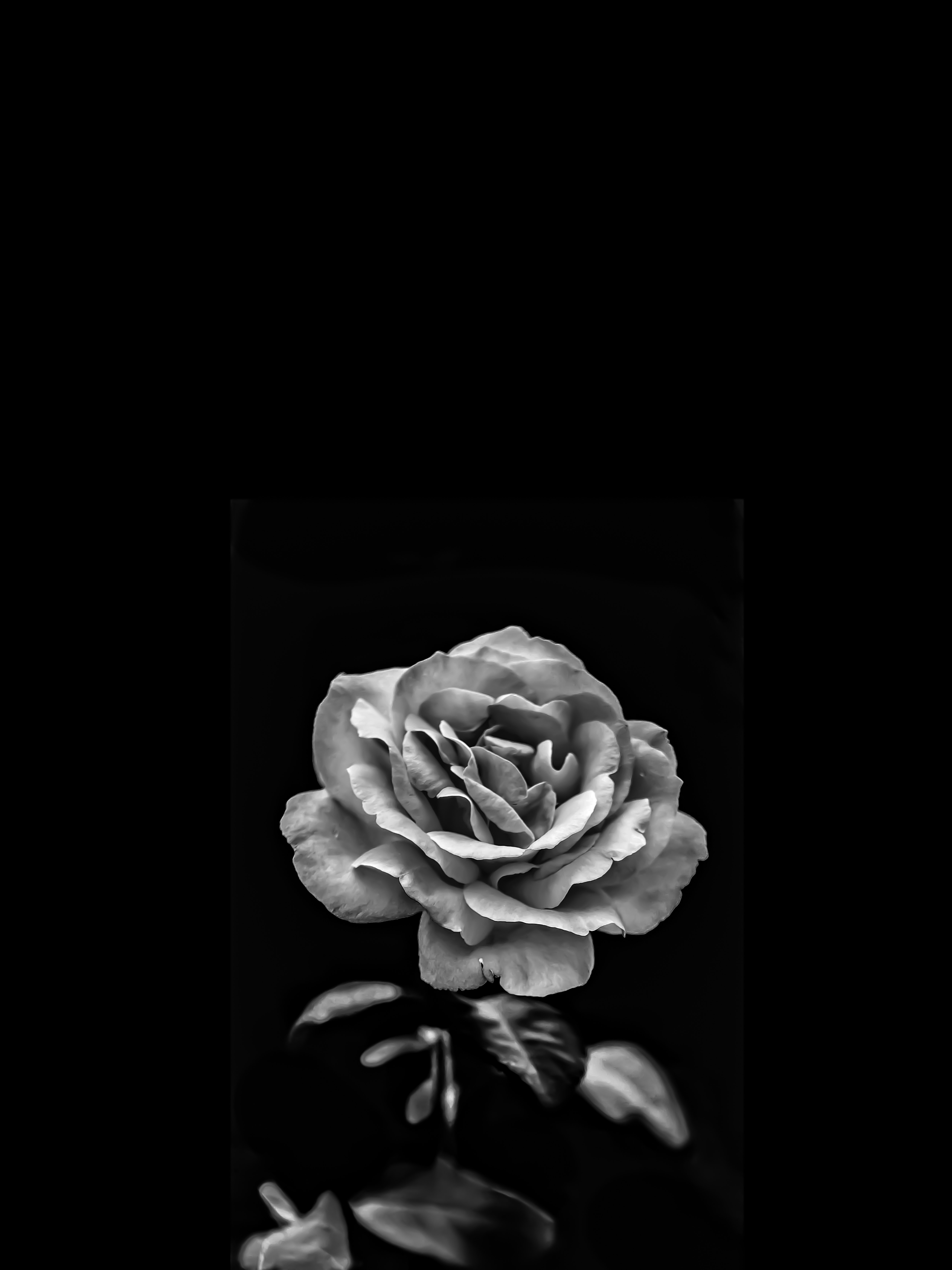 Weiße Rose, Schwarzer Hintergrund, Schwarz-Weiß, Low Key, QHD+ Wallpaper