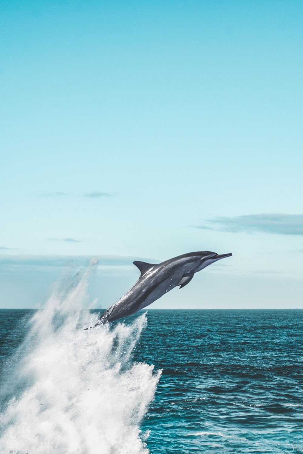 Delfin, Sprung, Gischt, Meer, HD, Sperrbildschirm fürs iPhone
