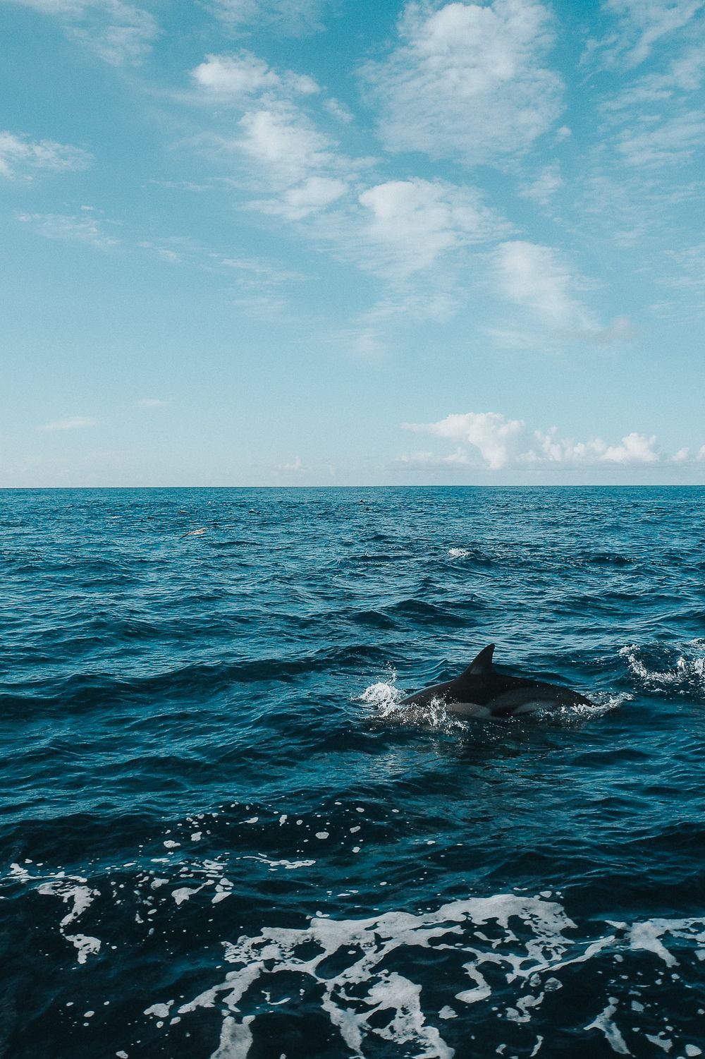 Delfin, Meer, Wellen, Wolken, Rückenflosse, HD, Sperrbildschirm fürs iPhone