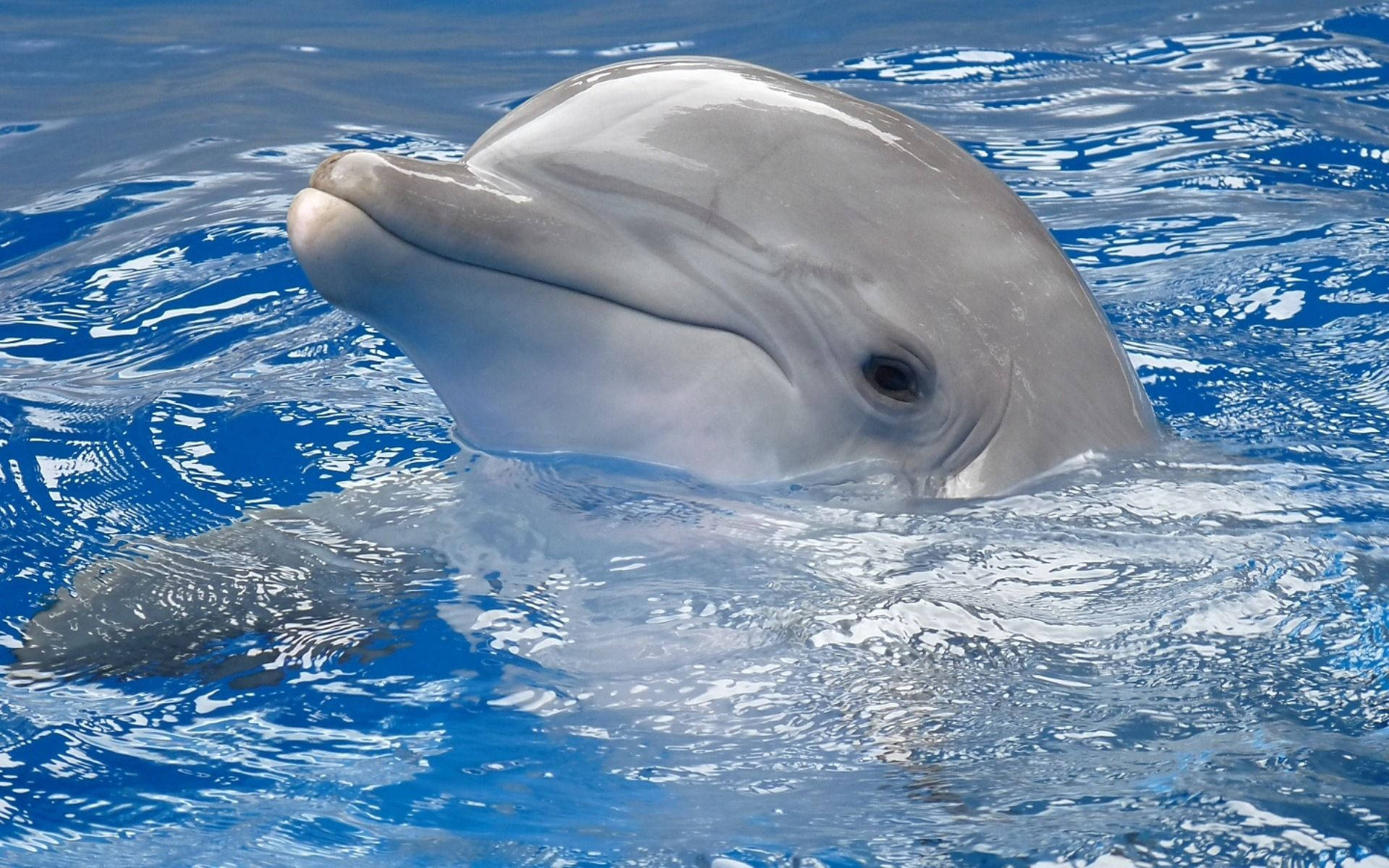 Großer Tümmler, Delfin, Nahaufnahme, Wasseroberfläche, 16:10, Full-HD-Hintergrundbild für den Desktop