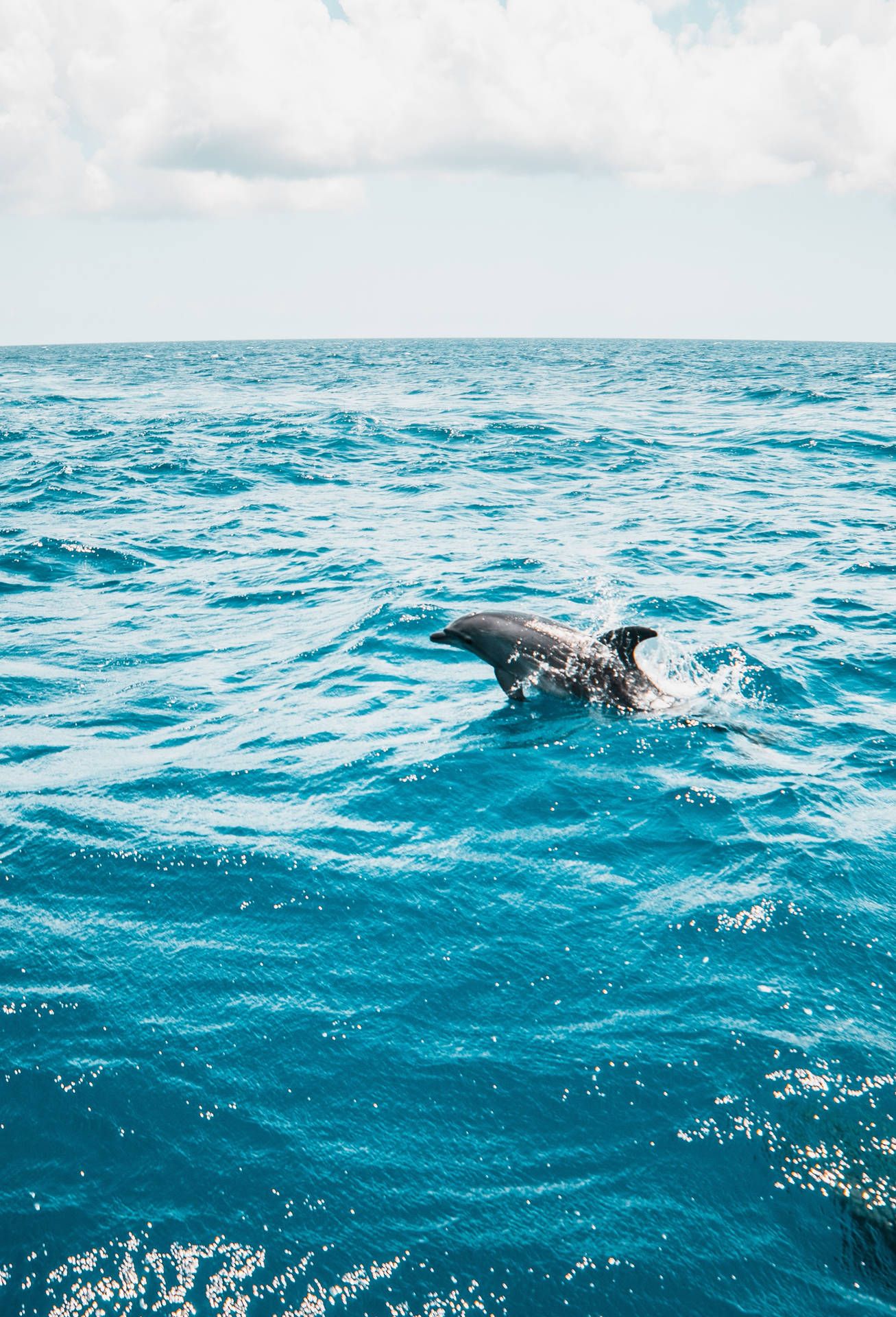 Delfin, Meer, Wellen, Weißer Himmel, Minimalismus, Full HD, iPad-Hintergrundbild