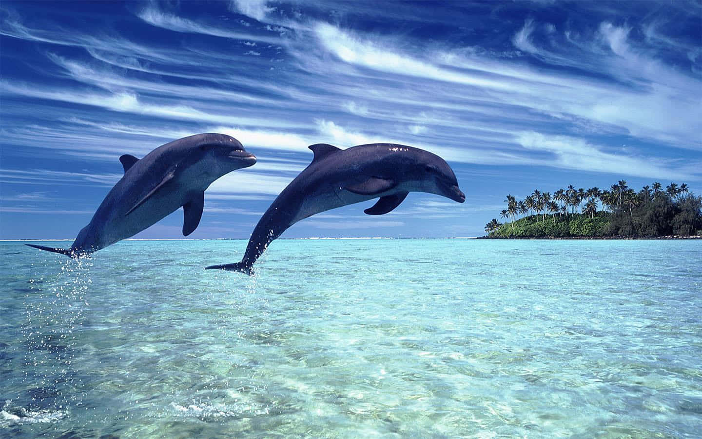 Delfine, Sprung, Tropeninsel, Klares Wasser, Paar, 16:10, HD-Hintergrundbild für den Desktop