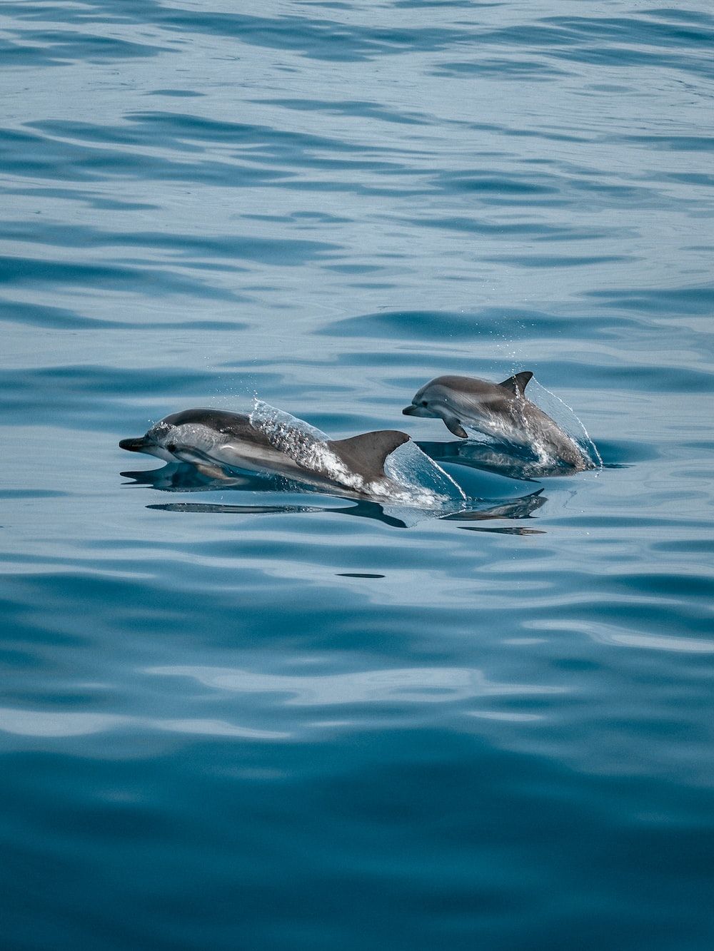 Delfine, Meeresoberfläche, Blaugrün, Minimalismus, HD, Hintergrundbild fürs Tablet