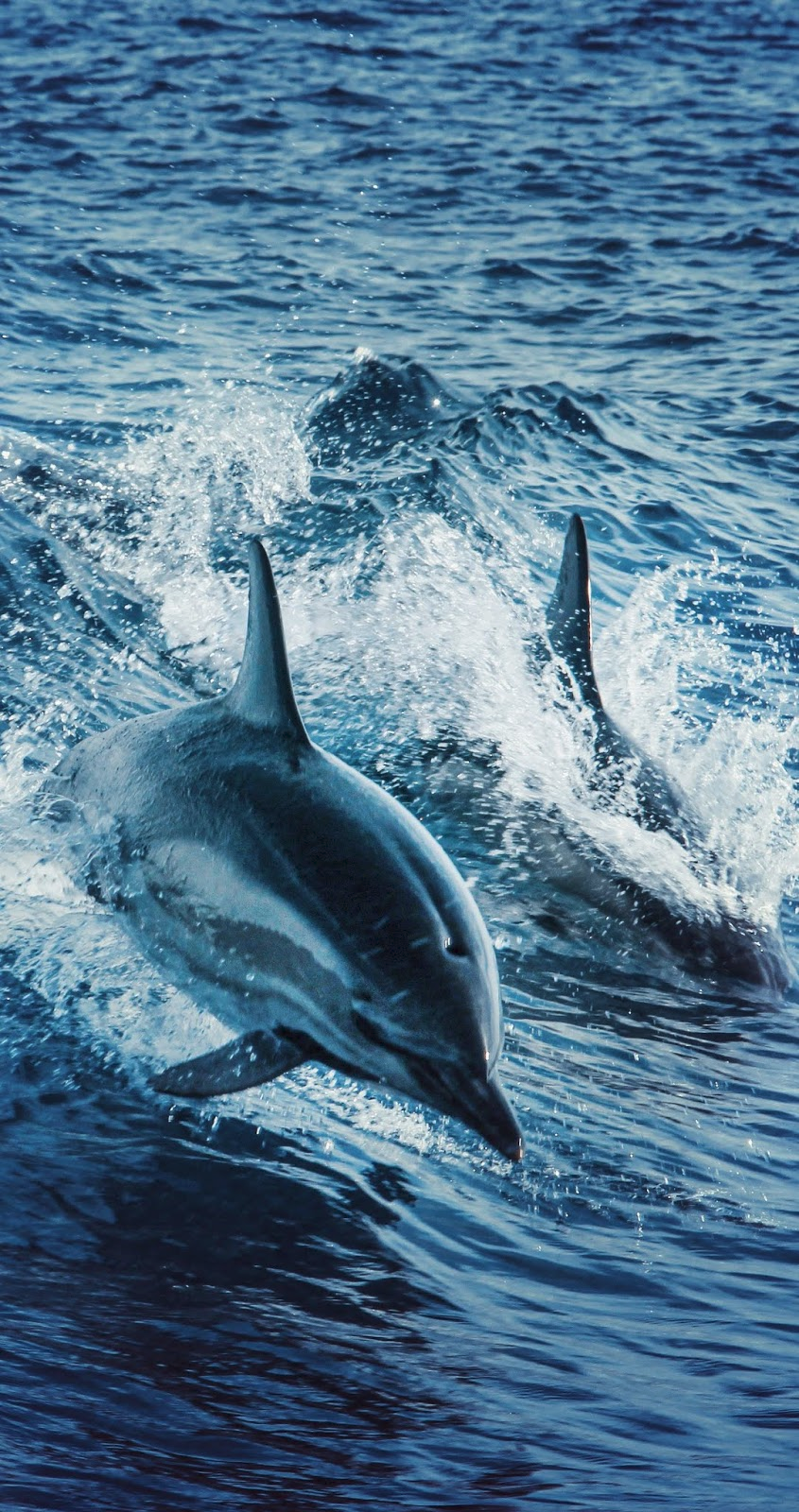 Delfine, Wellen, Spritzwasser, Dunkelblau, HD, Hintergrundbild fürs Handy