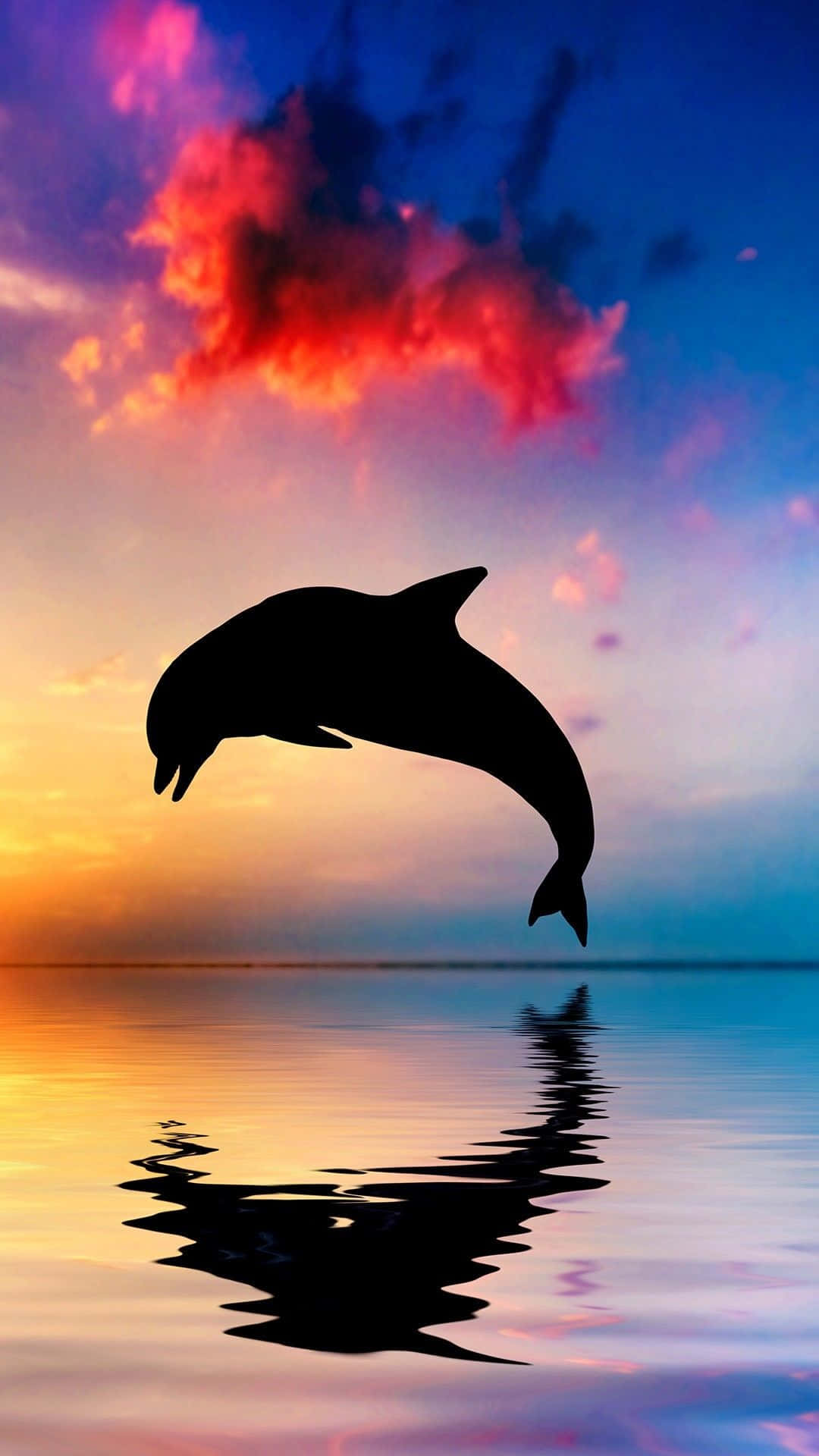 Delfin, Silhouette, Sonnenuntergang, Spiegelung, Rote Wolken, Hintergrundbild fürs Handy