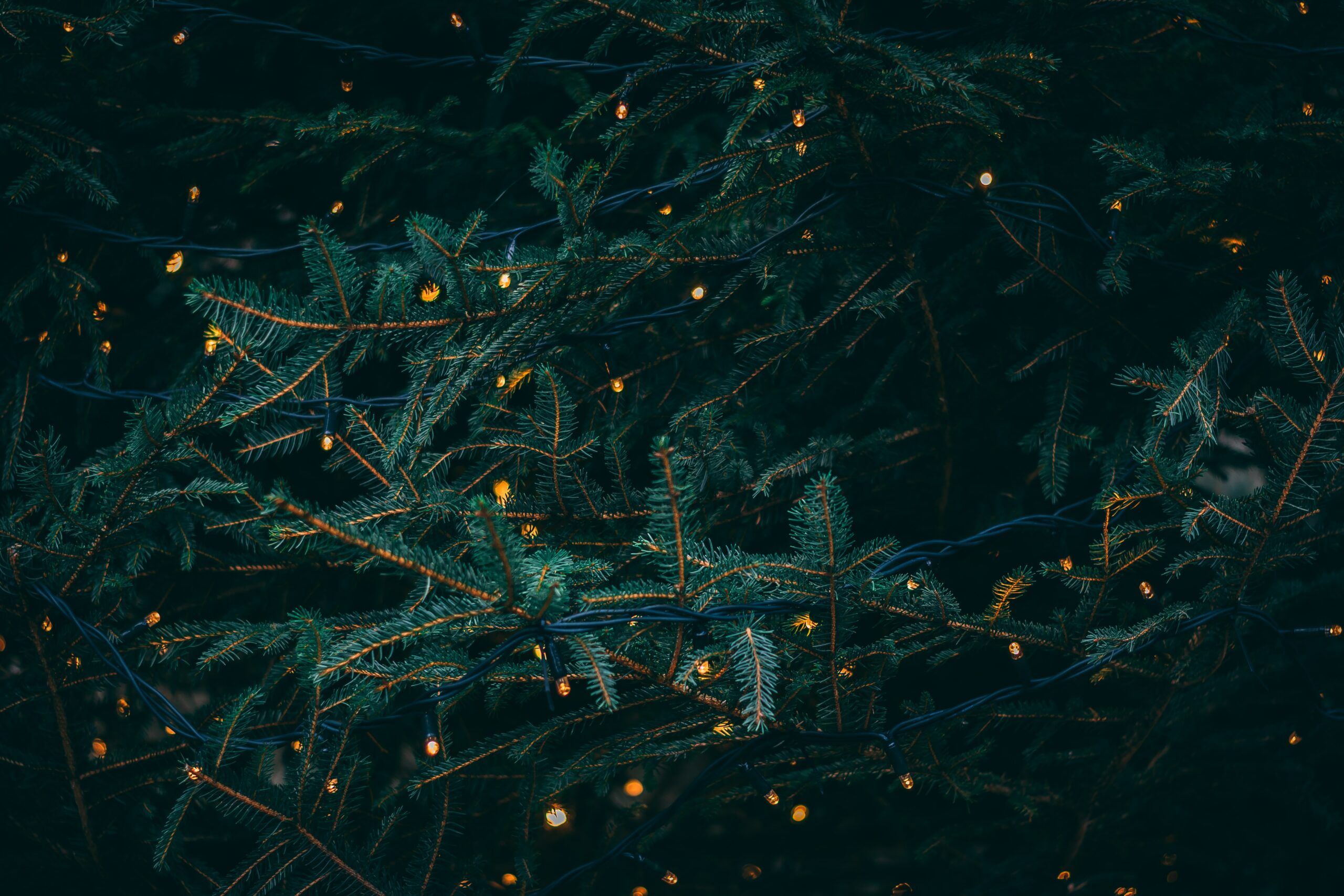 Tannenzweige, Lichterkette, Dunkelgrün, Nahaufnahme, 2K, Hintergrundbild für den PC