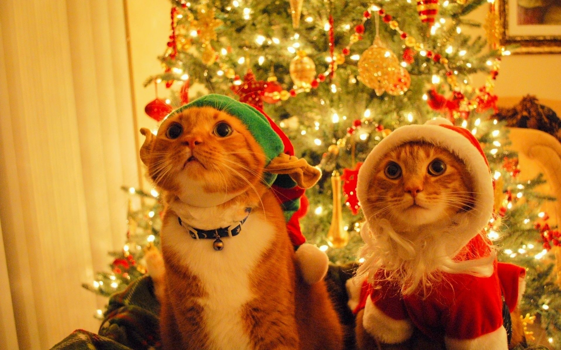 Katzen, Weihnachtsmütze, Elfenmütze, Weihnachtsbaum, Lichter, Full HD, Breitbild-Hintergrundbild