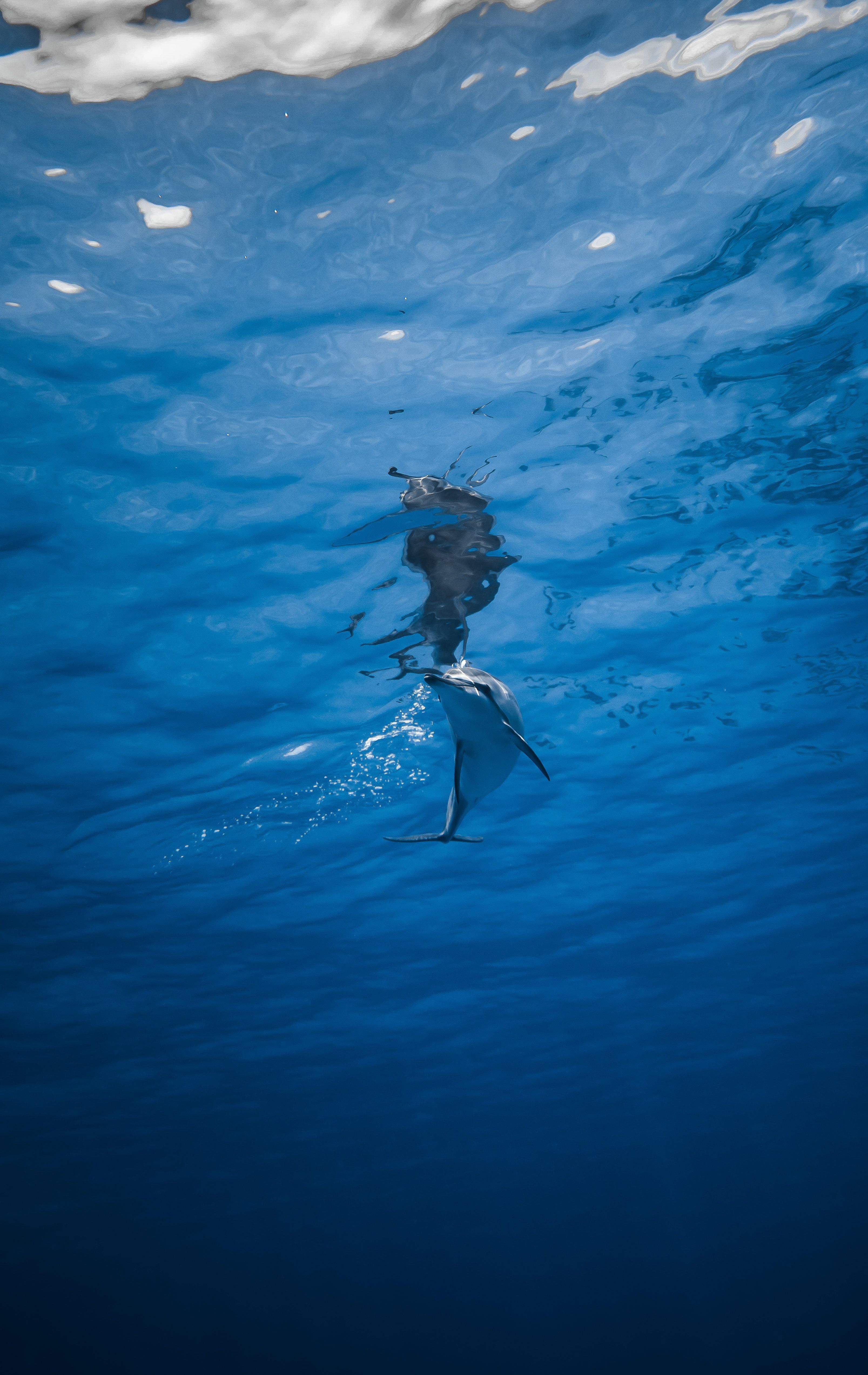 Delfin, Taucher, Unterwasser, Tiefblau, QHD+, Hintergrundbild fürs Handy