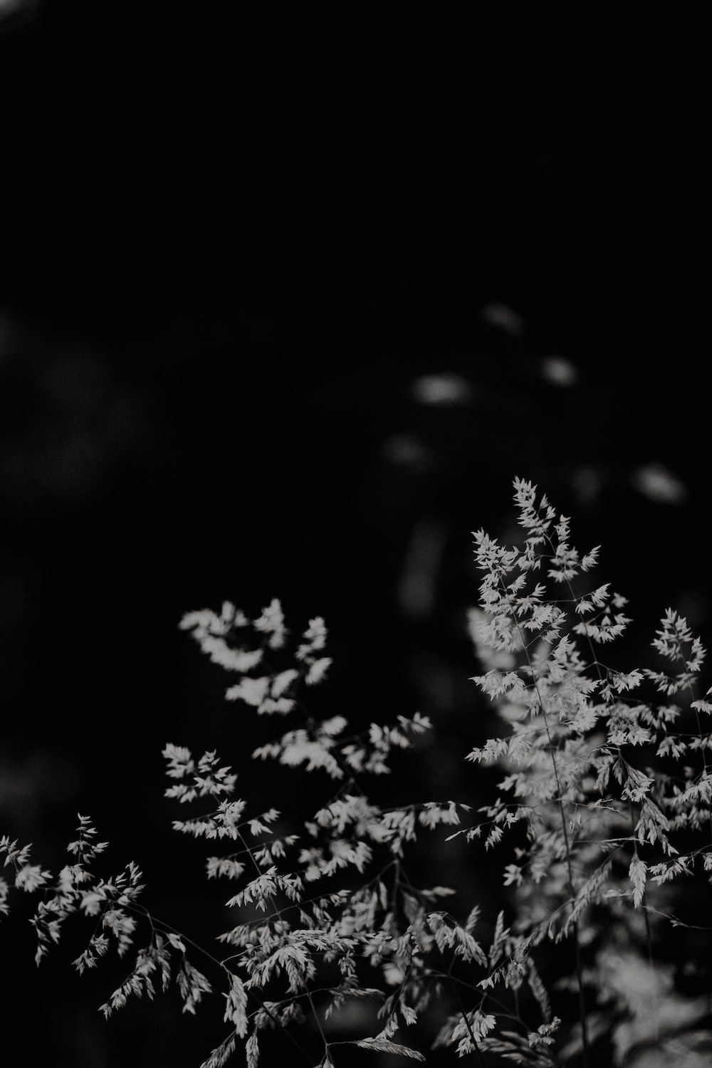 Pflanzen, Blätter, Schwarz-Weiß, Natur, Dunkel, iPhone-16-Wallpaper