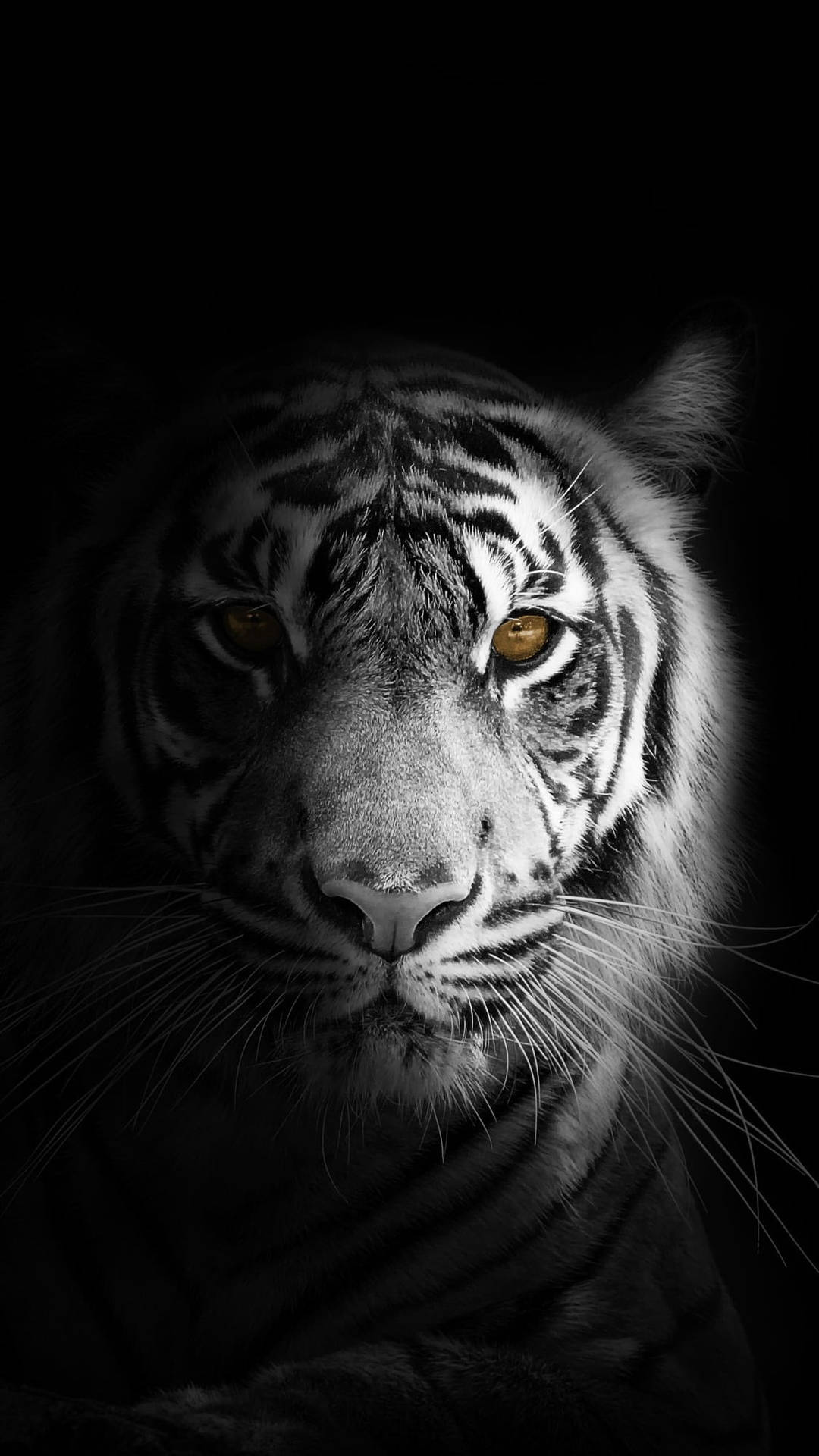 Tigerkopf, Schwarzer Hintergrund, Dunkel, Porträt, Bernsteinauge, Sperrbildschirm fürs iPhone