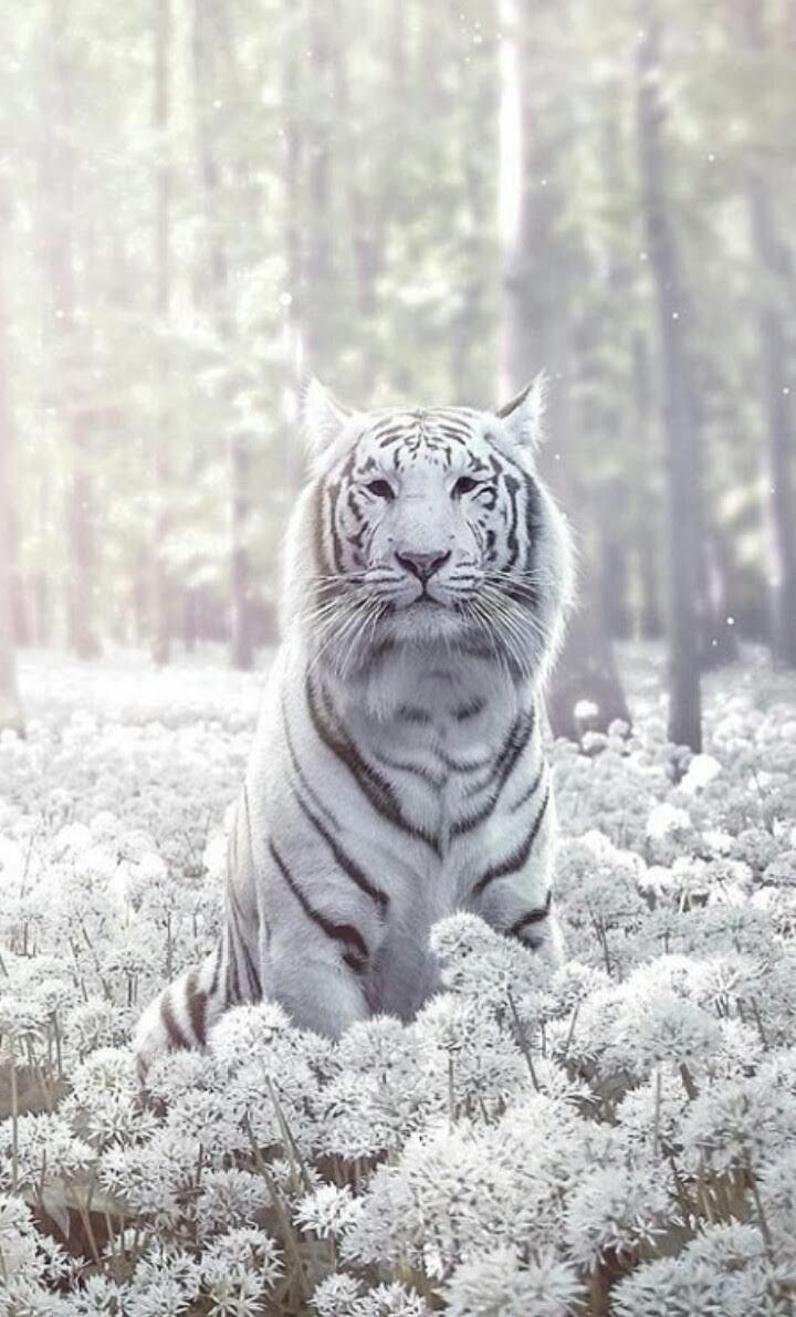 Weißer Tiger, Weiße Blumen, Wald, Sitzend, Hell, Hochformat, Hintergrundbild fürs Smartphone