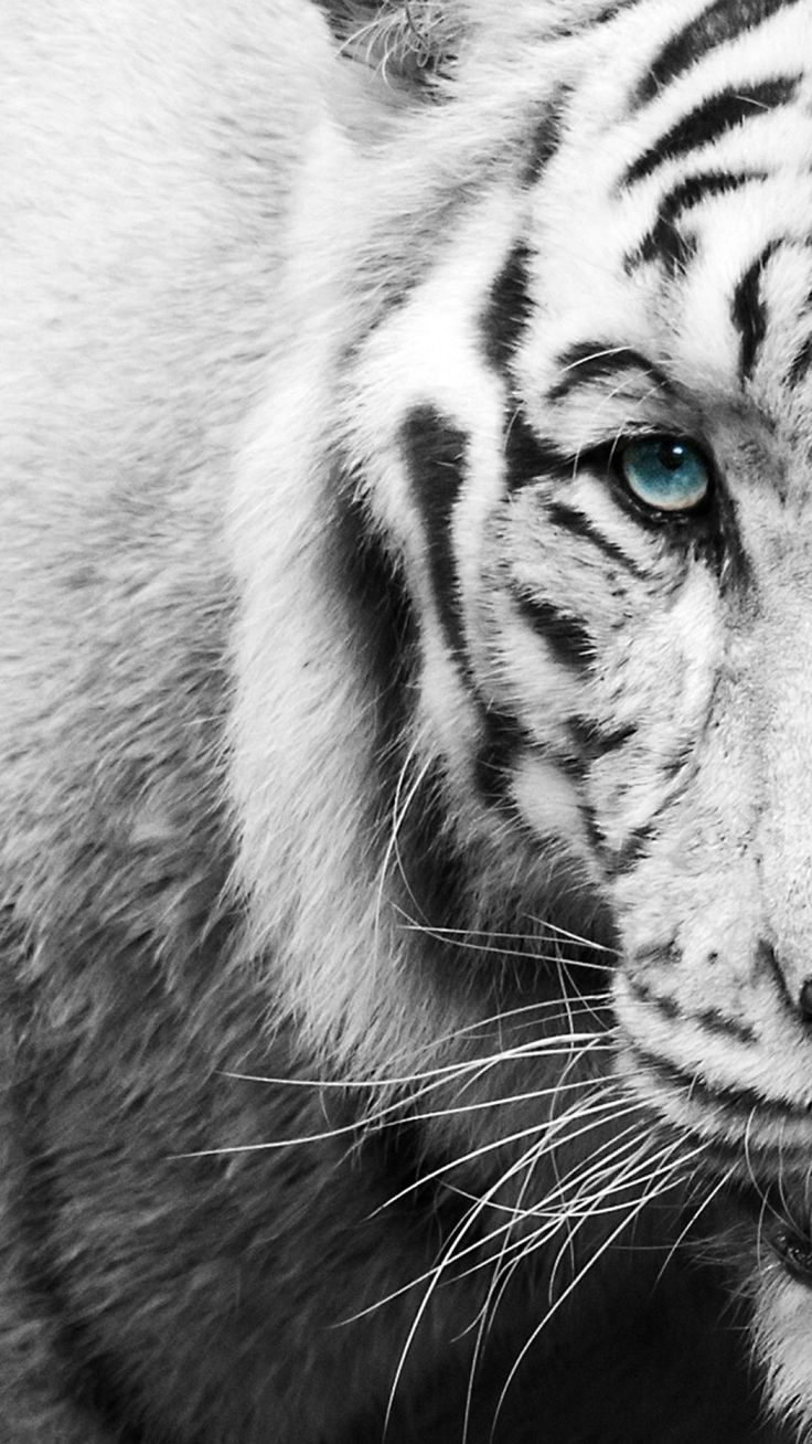 Weißer Tiger, Blaues Auge, Nahaufnahme, Schwarzweiß, Fell, Android-Hintergrundbild