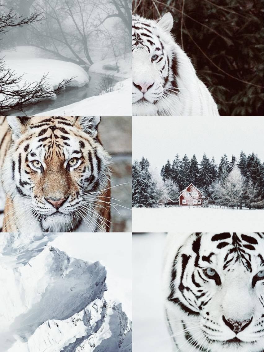 Collage, Weißer Tiger, Schnee, Winter, Bengal-Tiger, HD, iPad-Hintergrundbild