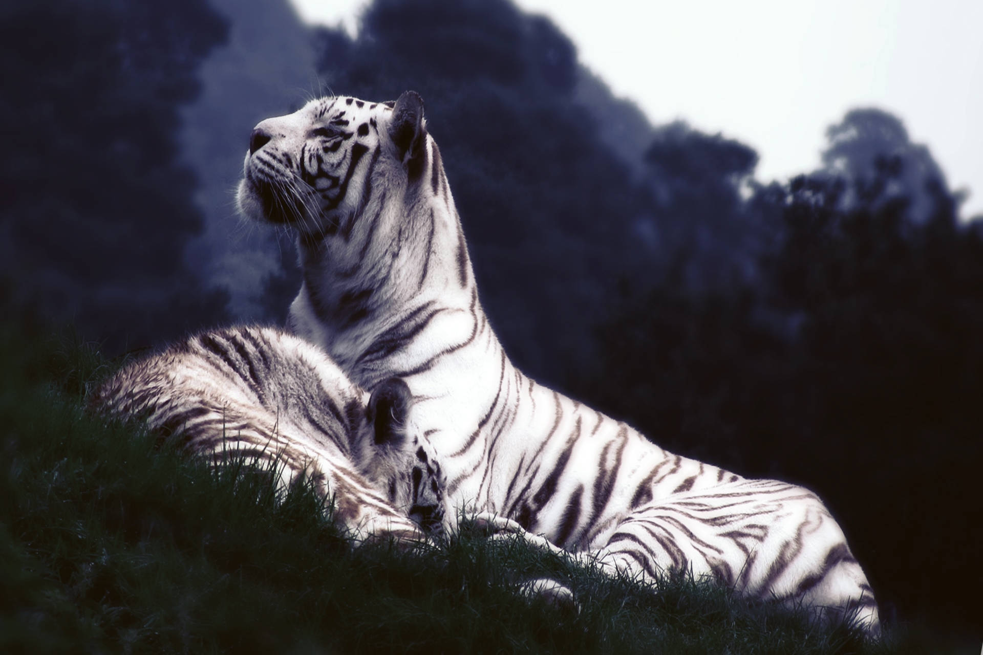 Weißer Tiger, Liegend, Dämmerung, Wiese, Raubkatze, Full HD, Desktop-Hintergrund für Windows