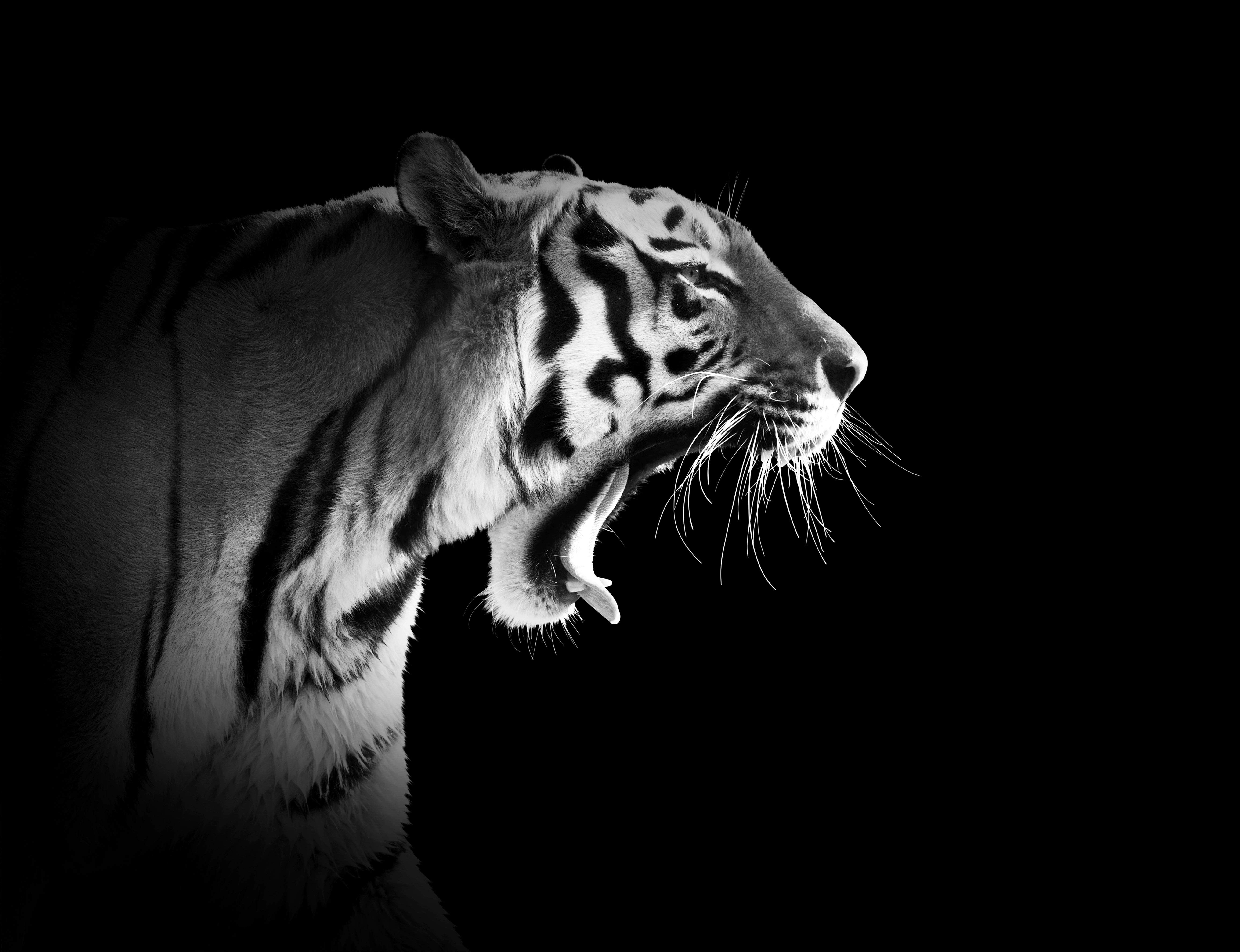 Tiger, Brüllen, Schwarzweiß, Profil, Schwarzer Hintergrund, 5K Wallpaper