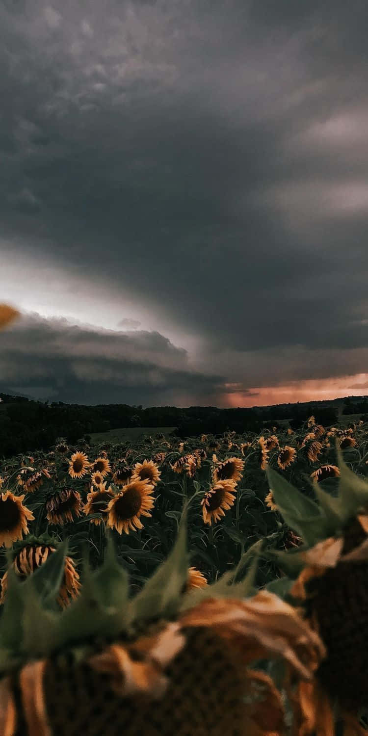 Sonnenblumenfeld, Gewitterwolken, Dramatischer Himmel, Dunkel, HD, Handy-Hintergrund