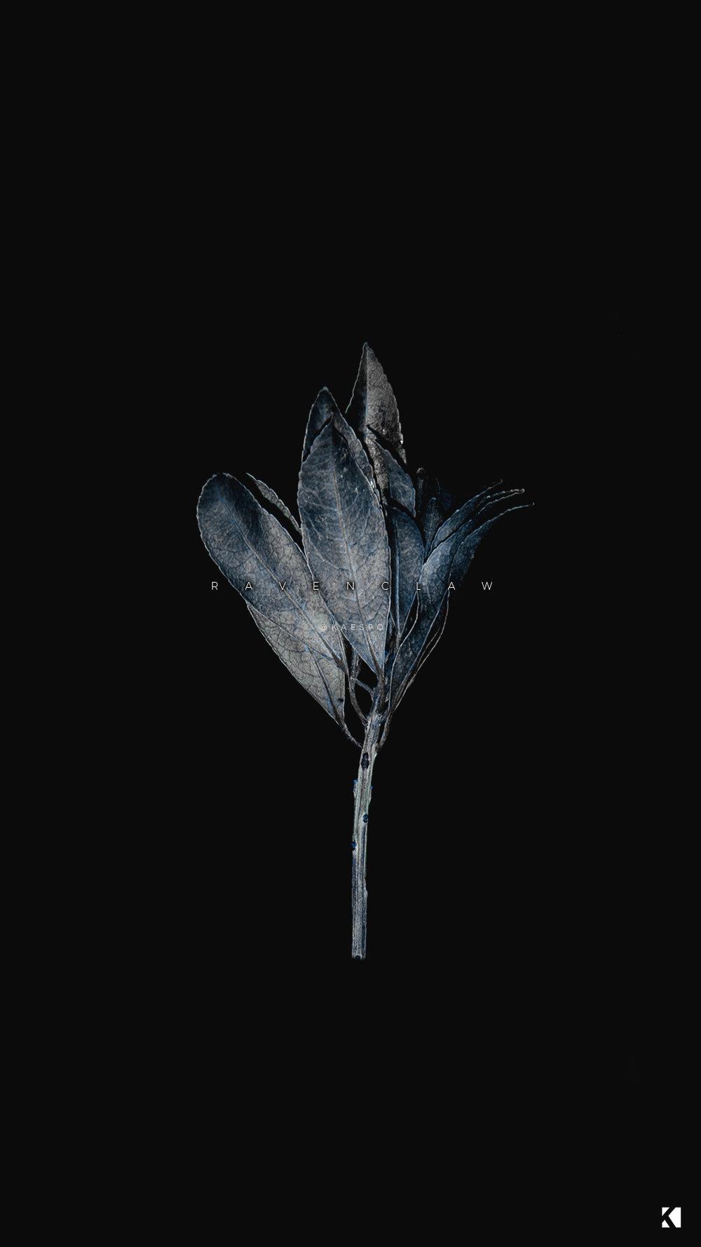 Blüte, Röntgenoptik, Schwarzer Hintergrund, Minimalistisch, Sperrbildschirm fürs iPhone