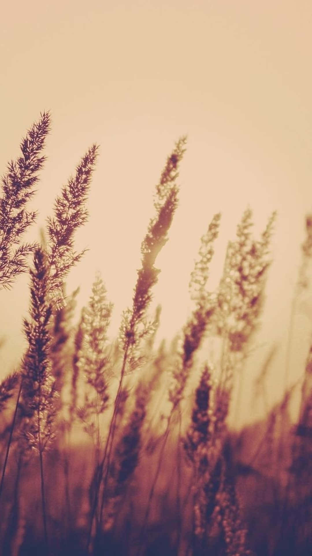 Gräser, Schilf, Sepia, Natur, Warmes Licht, Full HD, Handy-Hintergrund im Hochformat