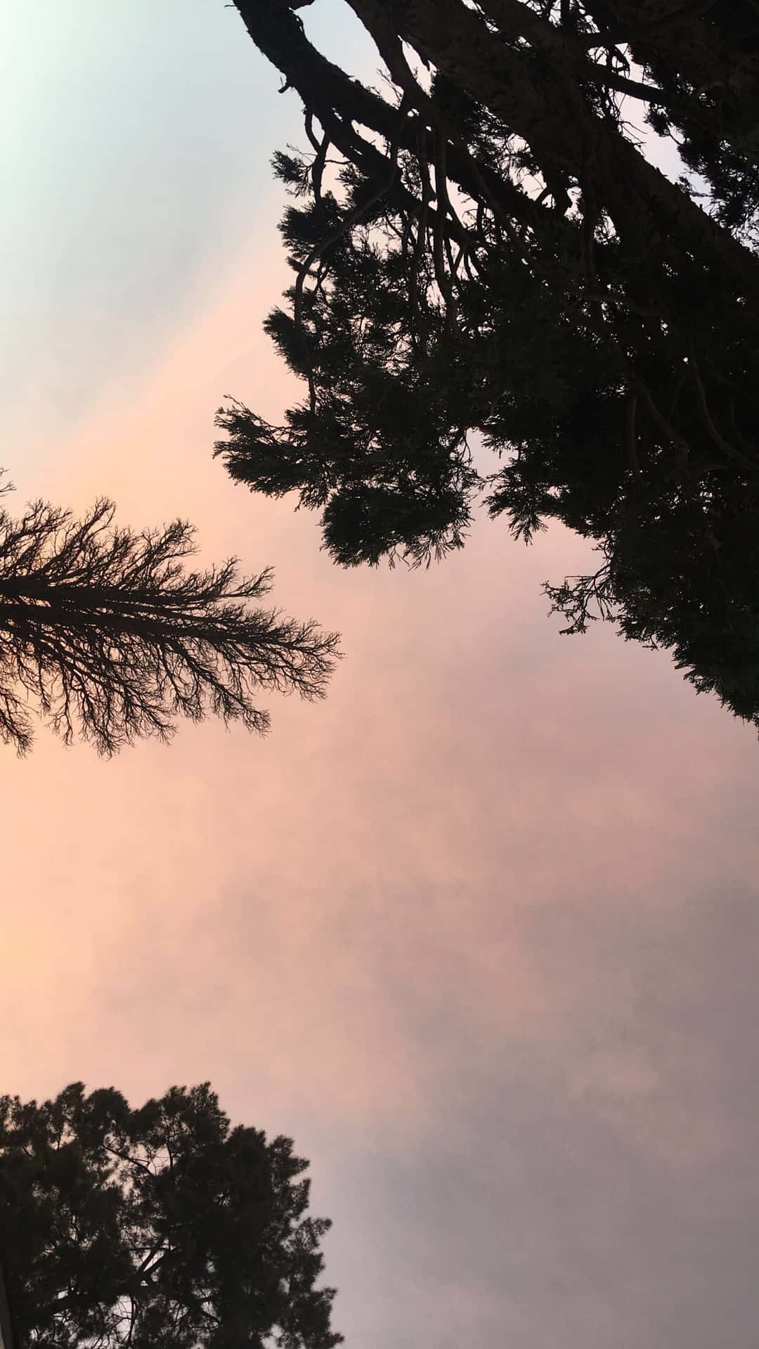 Baumkronen, Silhouette, Rosa Himmel, Froschperspektive, Full HD, Sperrbildschirm fürs iPhone