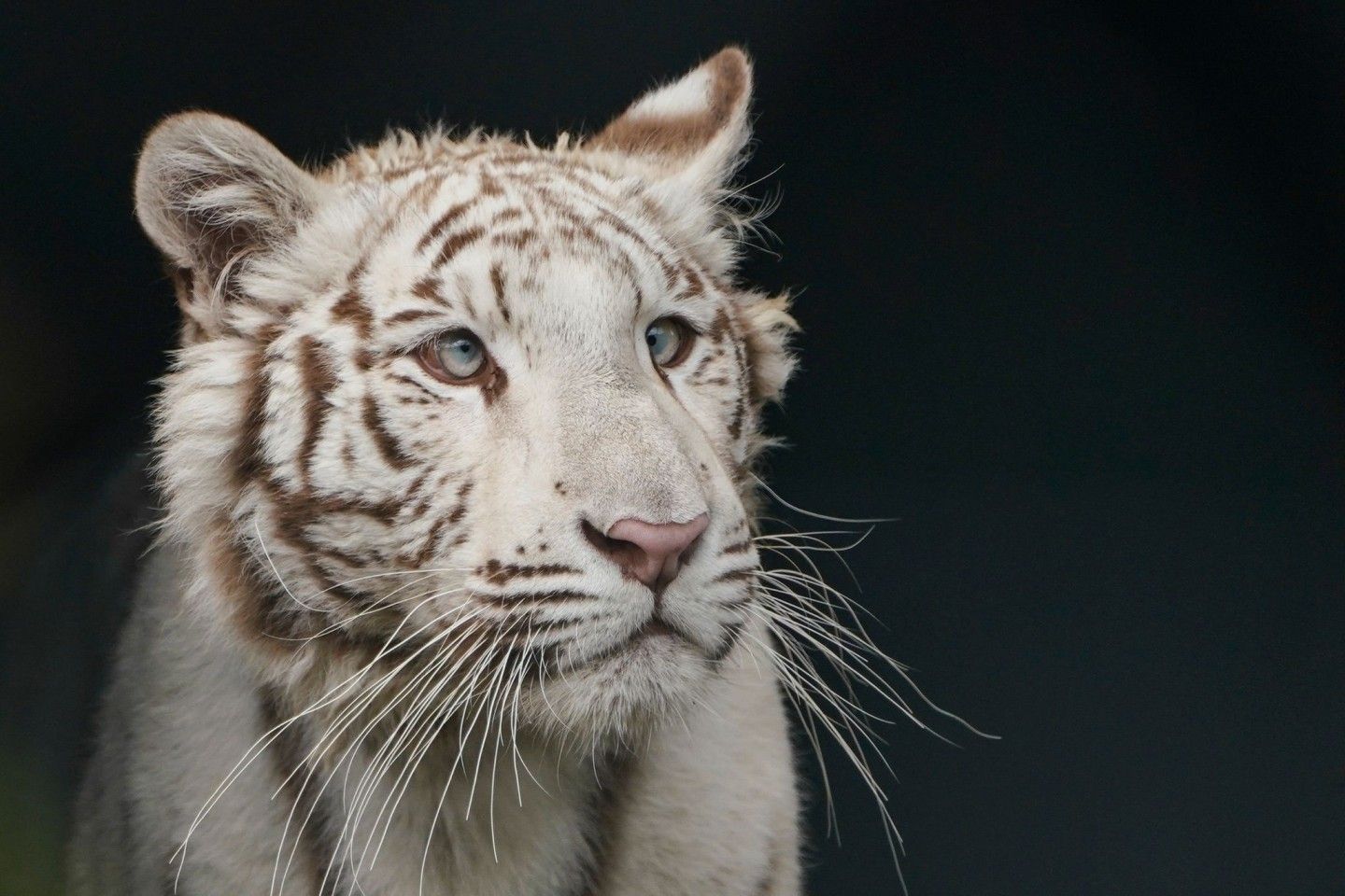 Weißer Tiger, Porträt, Dunkler Hintergrund, Raubkatze, Fell, HD Wallpaper