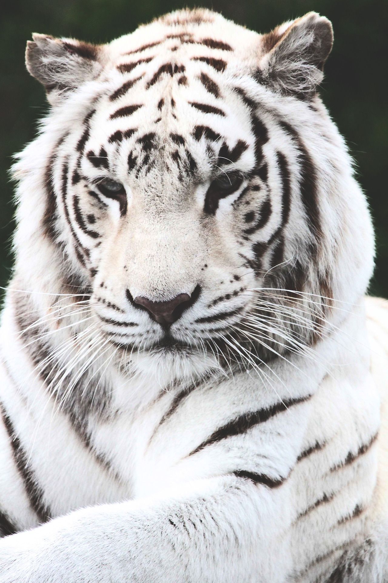 Weißer Tiger, Porträt, Liegend, Raubkatze, Weißer Hintergrund, Sperrbildschirm fürs iPhone