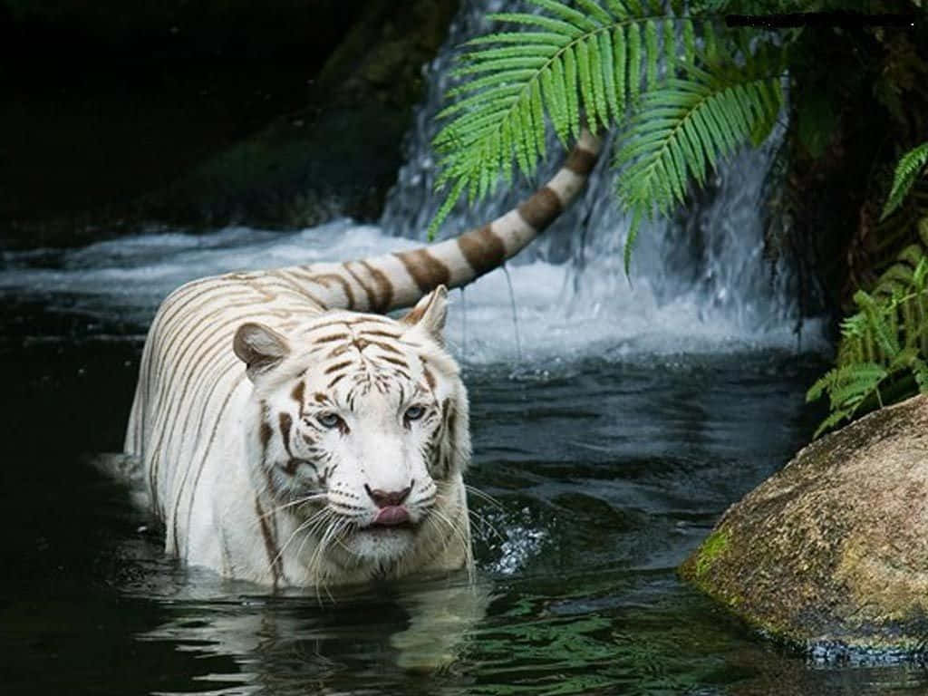 Weißer Tiger, Wasser, Wasserfall, Farn, Dschungel, Hintergrundbild für iPad und Tablet