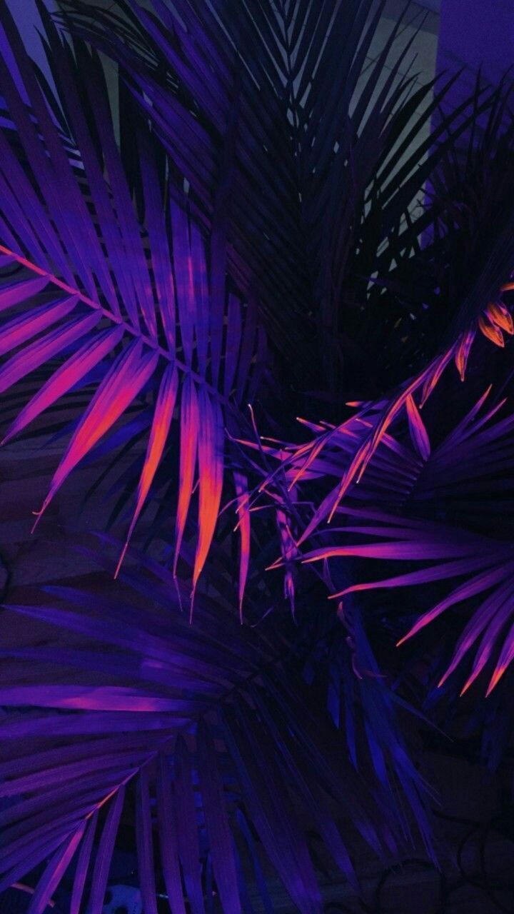 Palmenblätter, Neonlicht, Violett, Pink, Dunkel, HD, Handy-Hintergrund im Hochformat