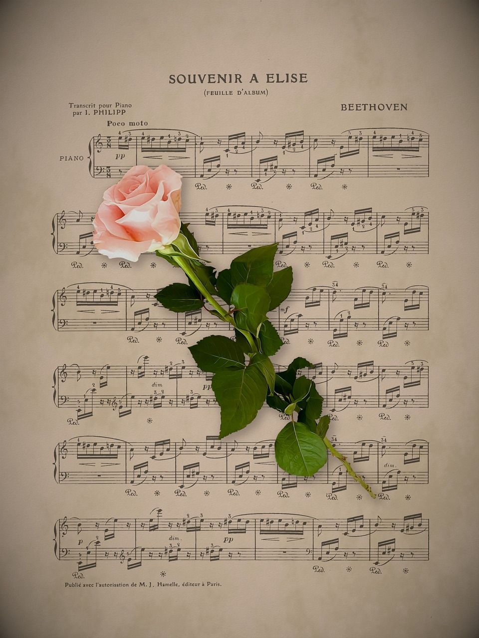 Für Elise, Ludwig van Beethoven, Notenblatt, Rose, Vintage, HD, Tablet-Hintergrund