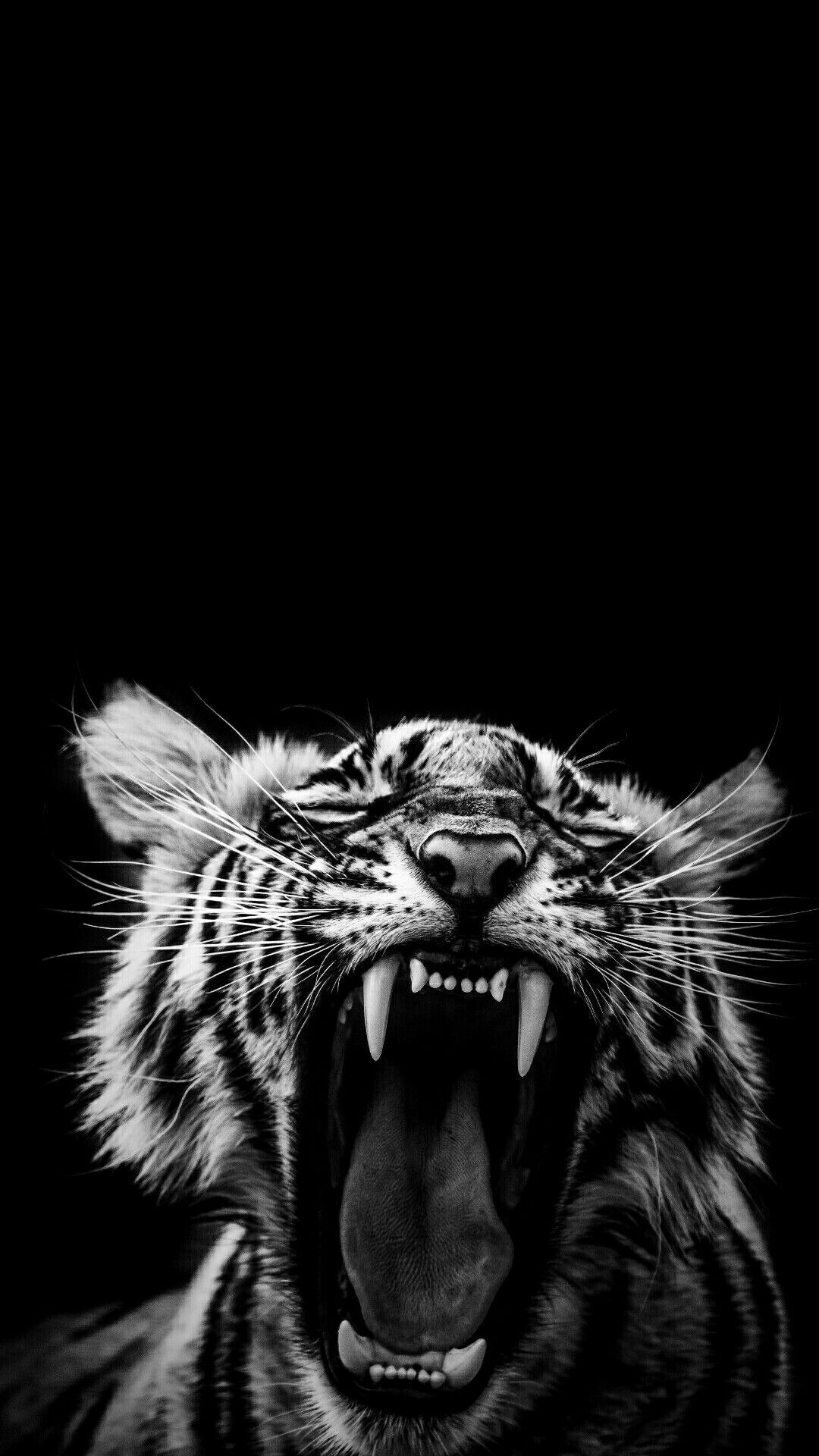 Tiger, Brüllen, Schwarzweiß, Schwarzer Hintergrund, Zähne, Sperrbildschirm fürs iPhone