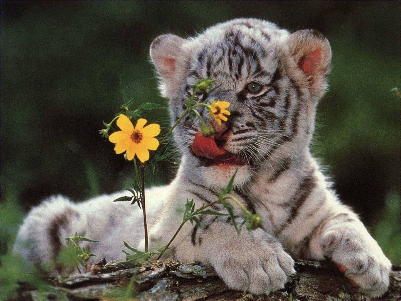 Tigerjunges, Weißer Tiger, Blume, Niedlich, Natur, HD, Hintergrundbild fürs Tablet