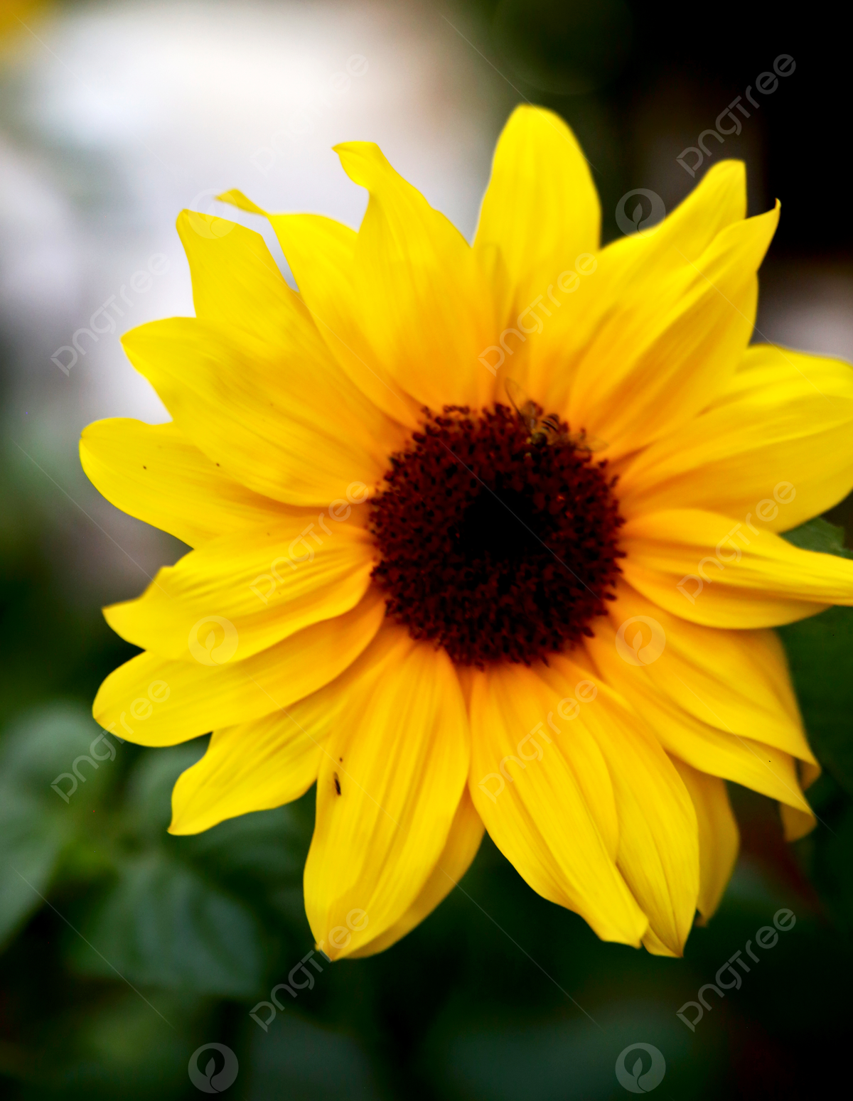 Sonnenblume, Nahaufnahme, Gelb, Blüte, Dunkler Hintergrund, Full HD Wallpaper