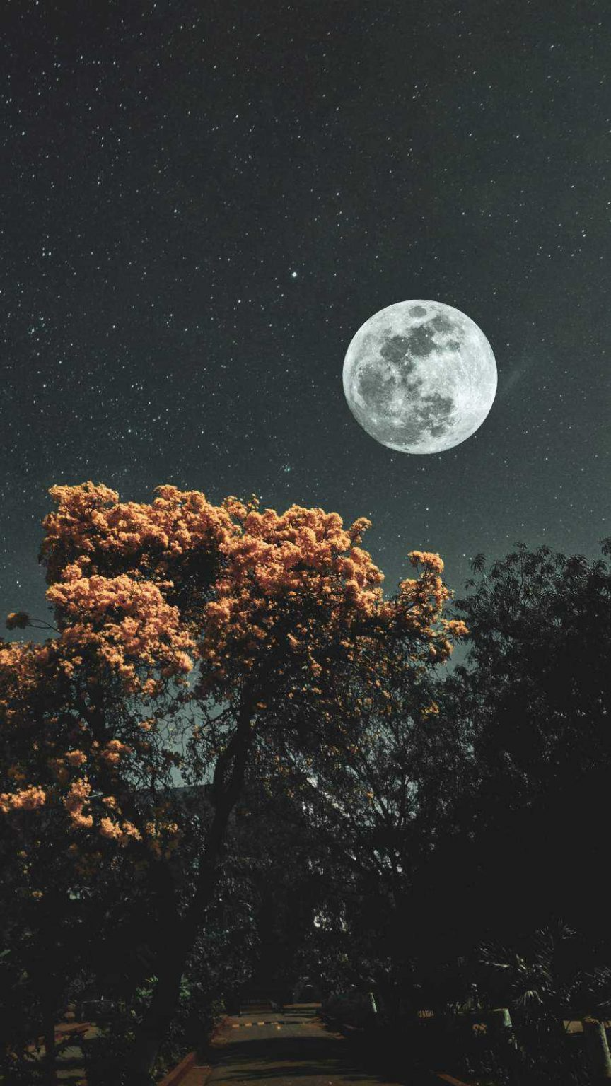 Vollmond, Baum, Nachthimmel, Herbst, Dunkel, Hochformat, Hintergrundbild fürs Smartphone