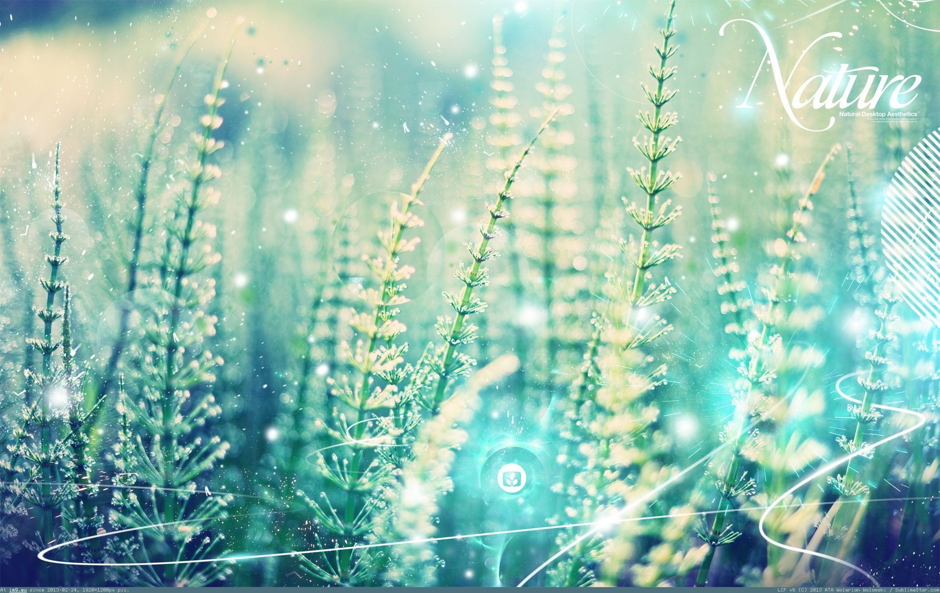 Nature, Gräser, Schachtelhalm, Bokeh, Türkis, 16:10, Full-HD-Hintergrundbild für den Desktop