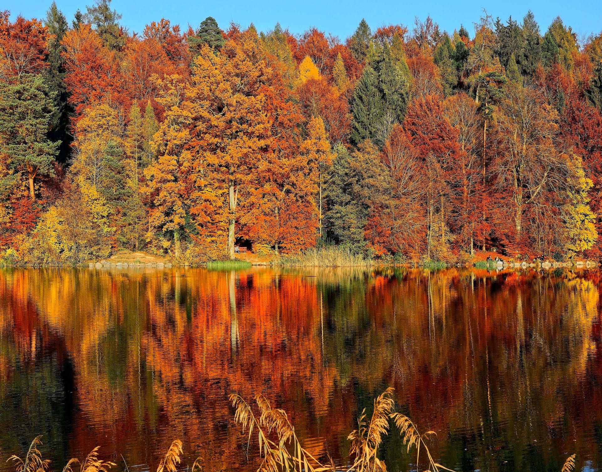 Herbstwald, Waldsee, Bunte Blätter, Spiegelung, Blauer Himmel, Full HD, Laptop-Hintergrundbild