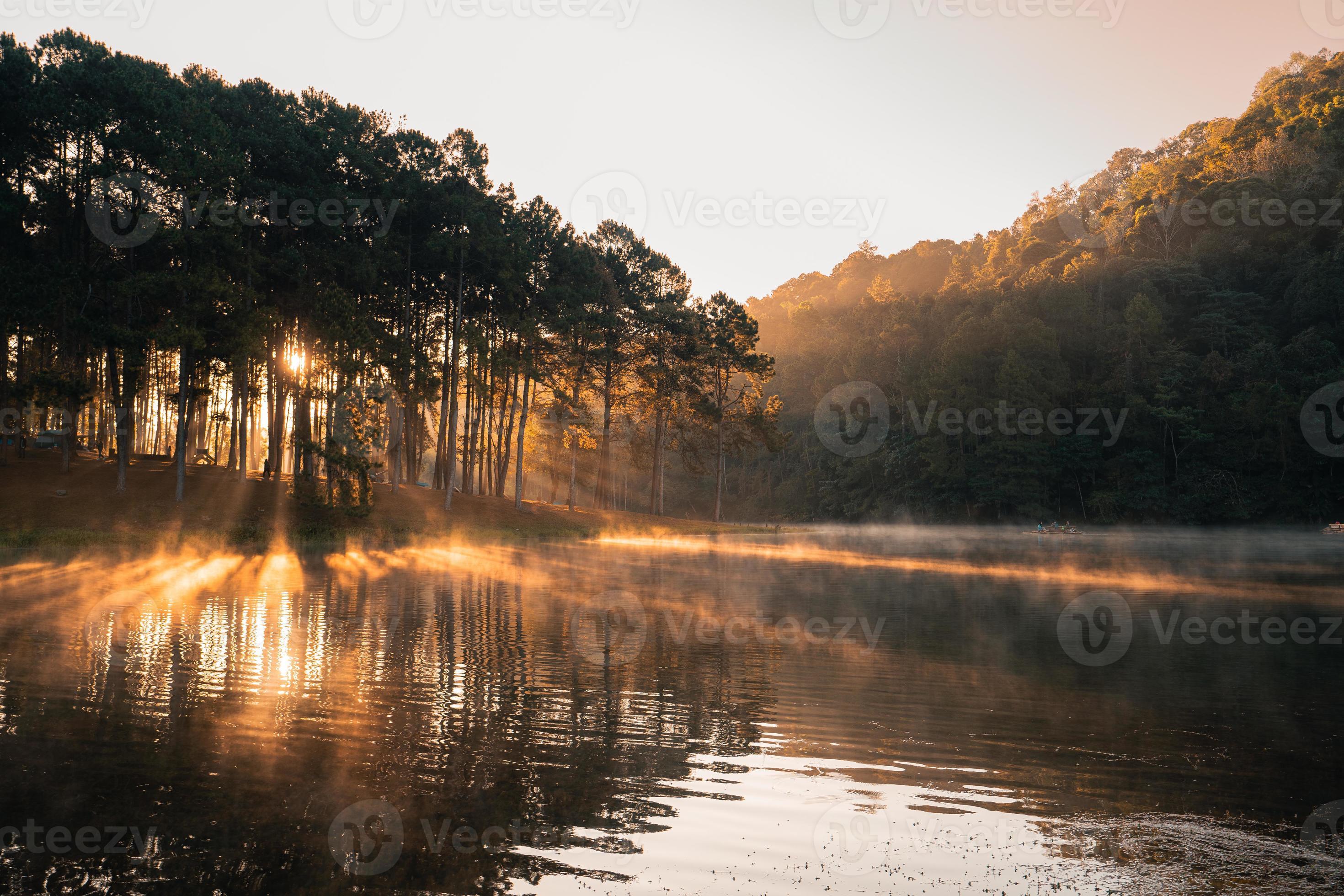 Kiefernwald, Sonnenstrahlen, See, Morgennebel, Goldenes Licht, 2K, PC-Hintergrundbild